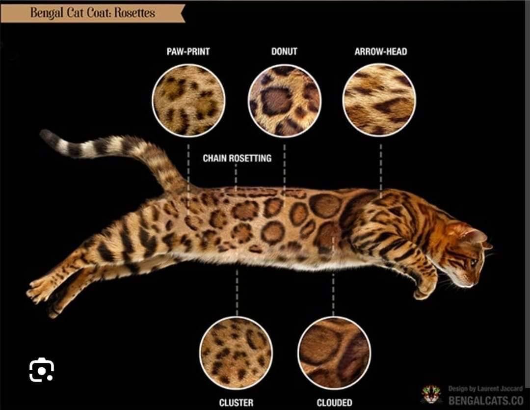 關於貓舍_豹貓的斑紋和顏色