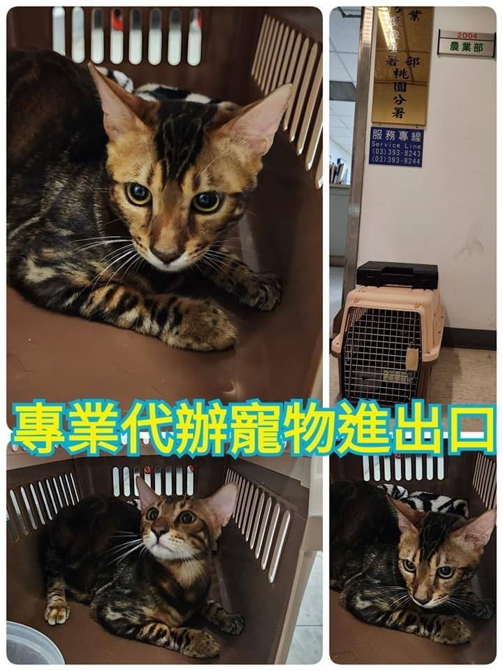 幼貓群 Kittens _金豹公（已被國外相中，準備資料中）皇家豹貓專業貓舍   特寵業繁字第W1120860-00號 - 皇家貓舍,皇家豹貓專業貓舍,高雄貓舍