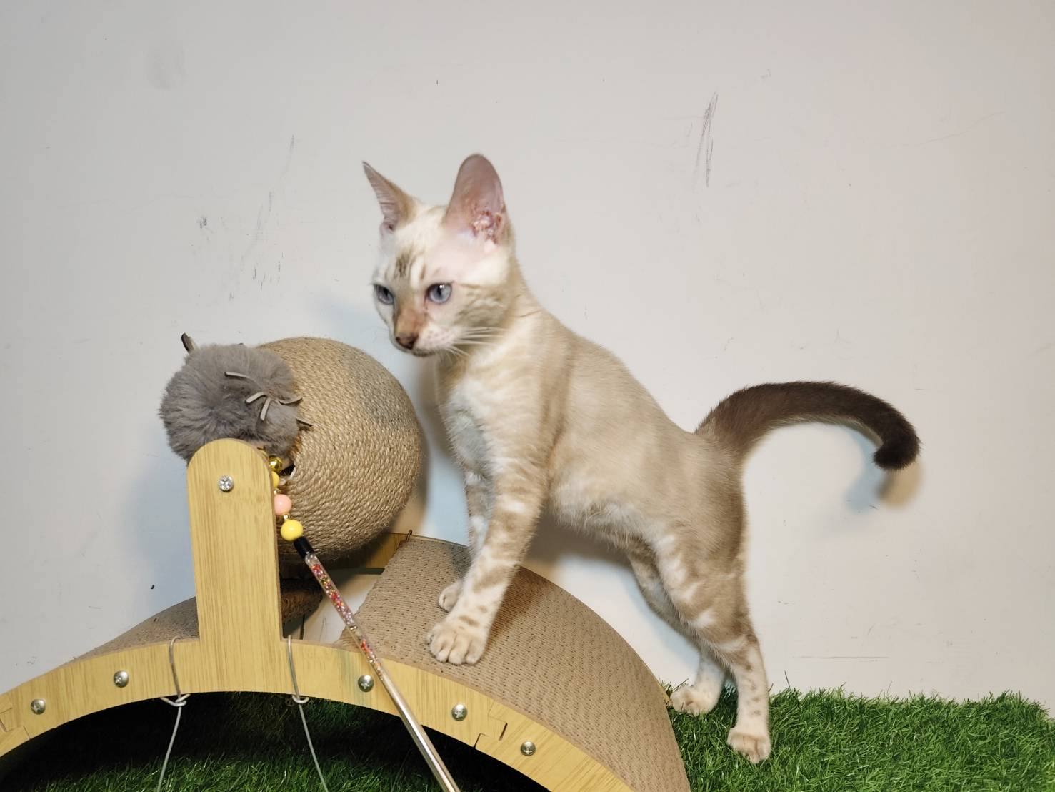 幼貓群 Kittens _泡芙妹妹皇家豹貓專業貓舍   特寵業繁字第W1120860-00號 - 皇家貓舍,皇家豹貓專業貓舍,高雄貓舍