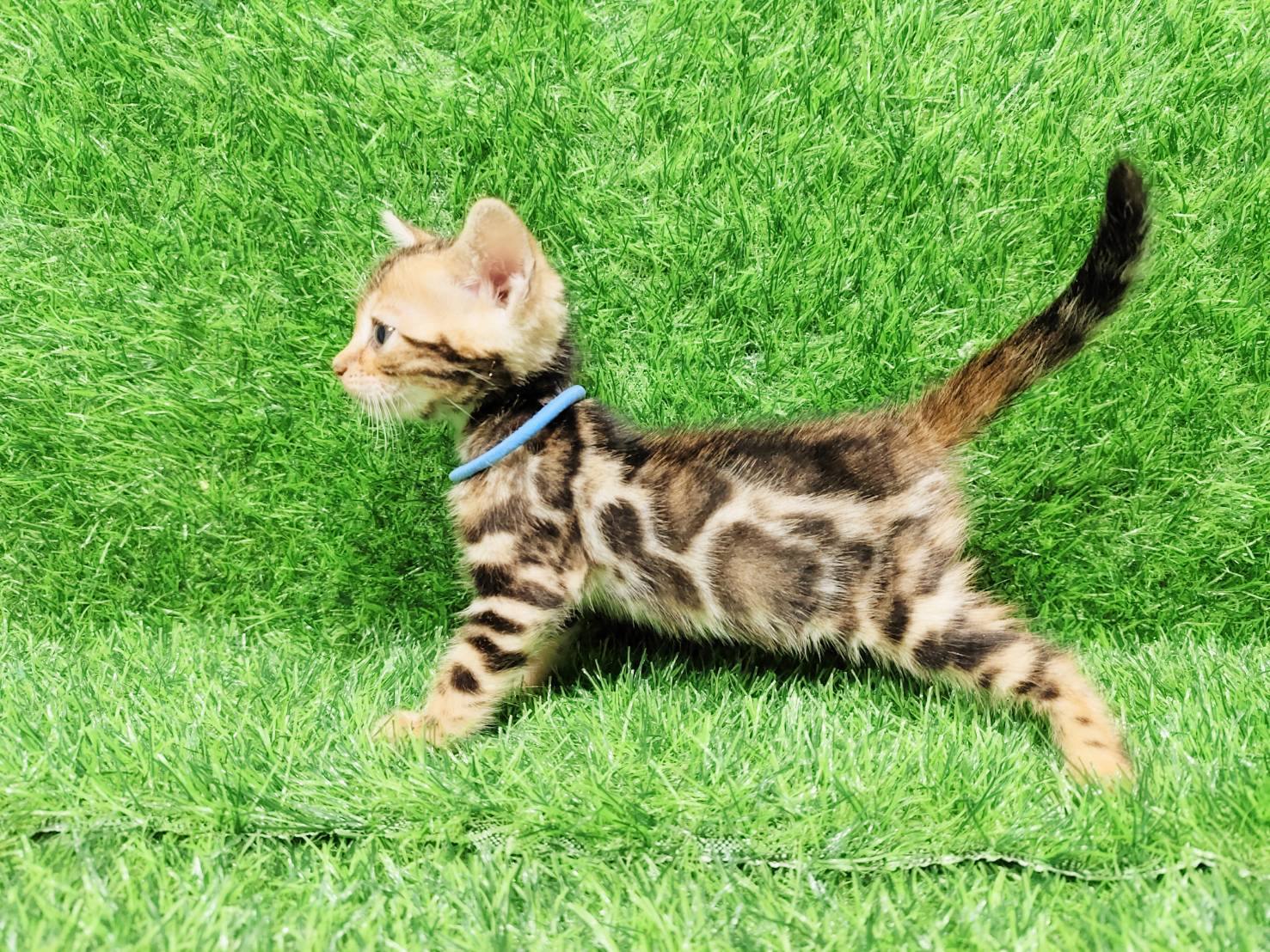 幼貓群 Kittens _帥帥皇家豹貓專業貓舍   特寵業繁字第W1120860-00號 - 皇家貓舍,皇家豹貓專業貓舍,高雄貓舍