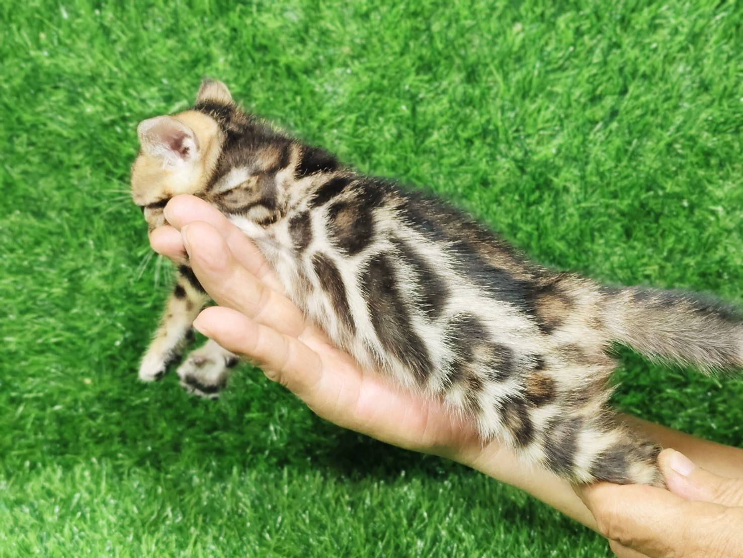 幼貓群 Kittens _小可爱皇家豹貓專業貓舍   特寵業繁字第W1120860-00號 - 皇家貓舍,皇家豹貓專業貓舍,高雄貓舍