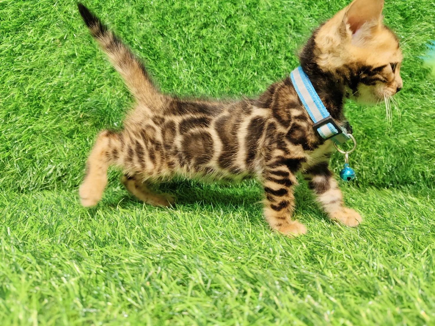 幼貓群 Kittens _小王子（已預定）皇家豹貓專業貓舍   特寵業繁字第W1120860-00號 - 皇家貓舍,皇家豹貓專業貓舍,高雄貓舍