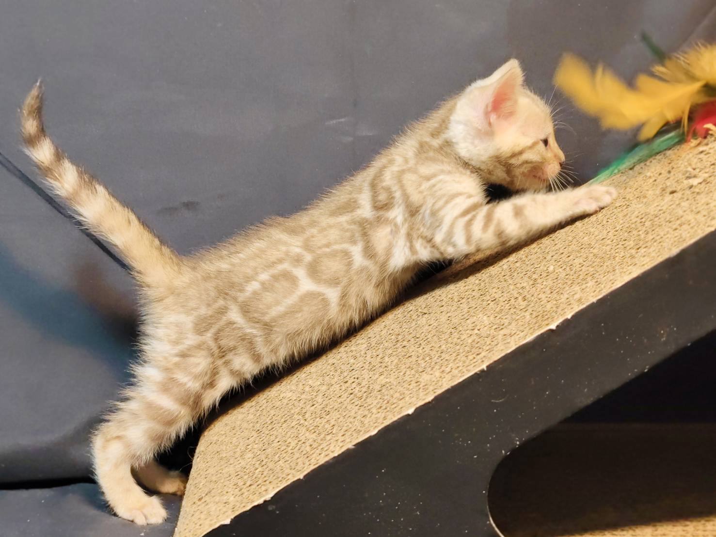幼貓群 Kittens _雪王子皇家豹貓專業貓舍   特寵業繁字第W1120860-00號 - 皇家貓舍,皇家豹貓專業貓舍,高雄貓舍