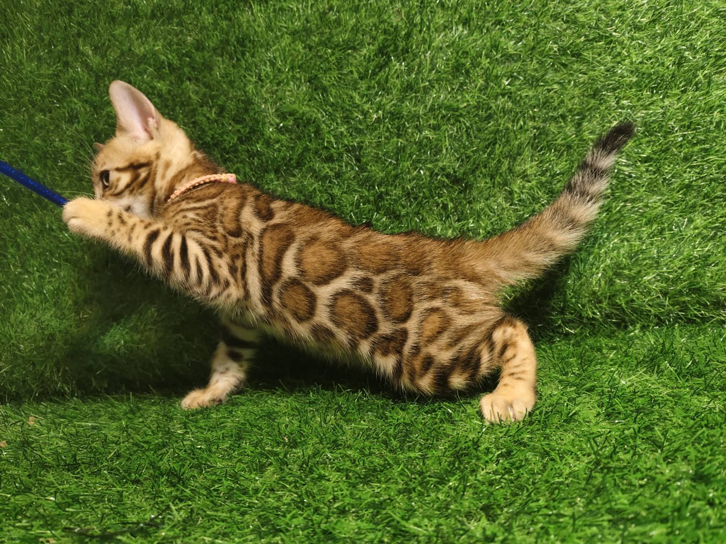 幼貓群 Kittens _萌妹皇家豹貓專業貓舍   特寵業繁字第W1120860-00號 - 皇家貓舍,皇家豹貓專業貓舍,高雄貓舍