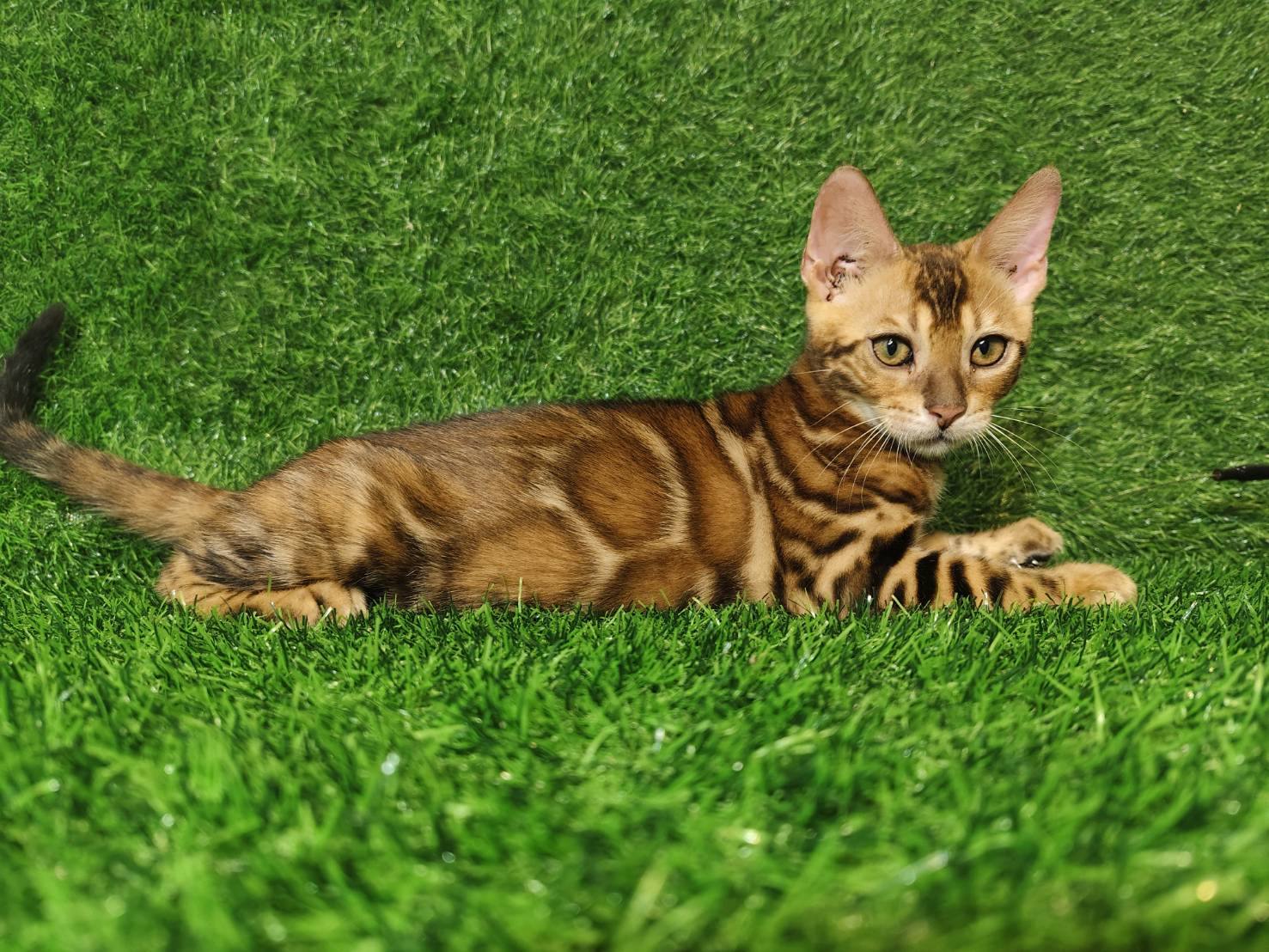 幼貓群 Kittens _公主皇家豹貓專業貓舍   特寵業繁字第W1120860-00號 - 皇家貓舍,皇家豹貓專業貓舍,高雄貓舍