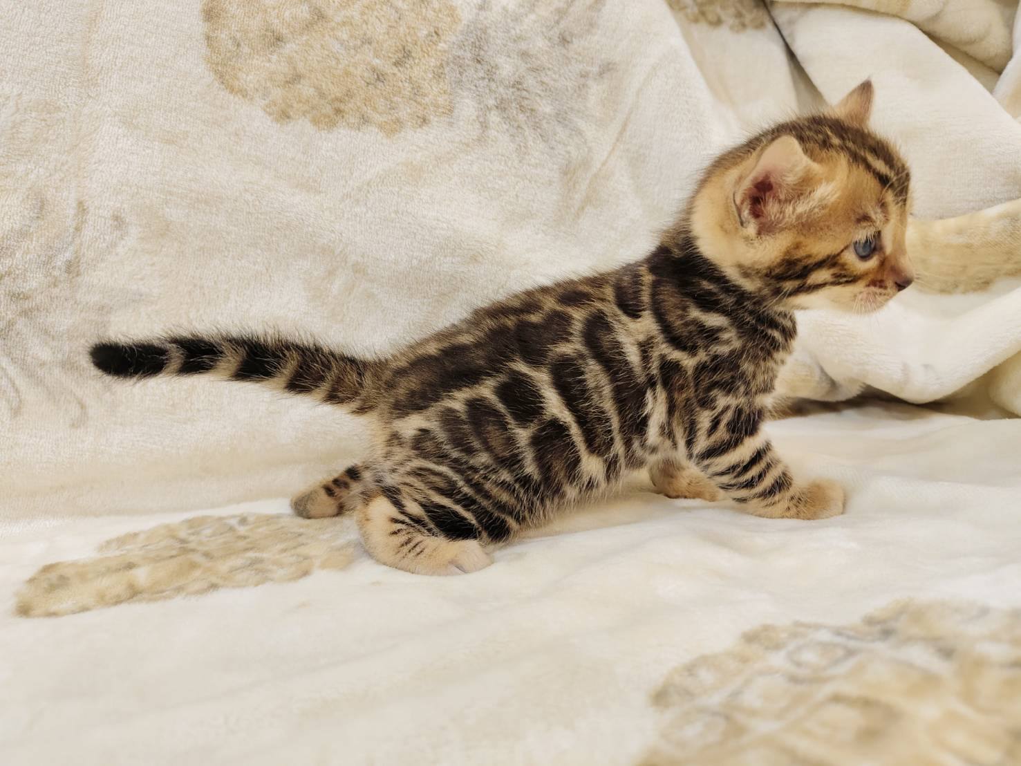 幼貓群 Kittens _甜公主皇家豹貓專業貓舍   特寵業繁字第W1120860-00號 - 皇家貓舍,皇家豹貓專業貓舍,高雄貓舍