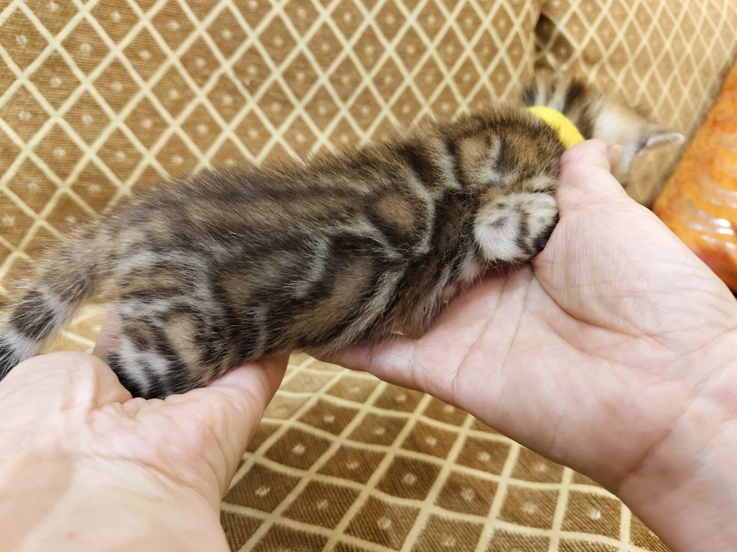 幼貓群 Kittens _小公主（超完美)皇家豹貓專業貓舍   特寵業繁字第W1120860-00號 - 皇家貓舍,皇家豹貓專業貓舍,高雄貓舍