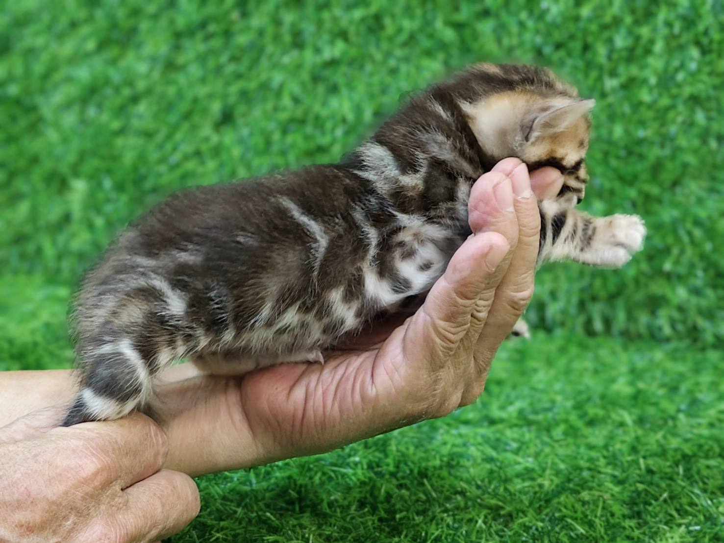 幼貓群 Kittens _帥弟弟（超級大斑紋）皇家豹貓專業貓舍   特寵業繁字第W1120860-00號 - 皇家貓舍,皇家豹貓專業貓舍,高雄貓舍