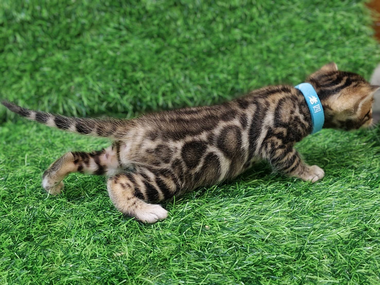 幼貓群 Kittens _帥帥弟弟皇家豹貓專業貓舍   特寵業繁字第W1120860-00號 - 皇家貓舍,皇家豹貓專業貓舍,高雄貓舍