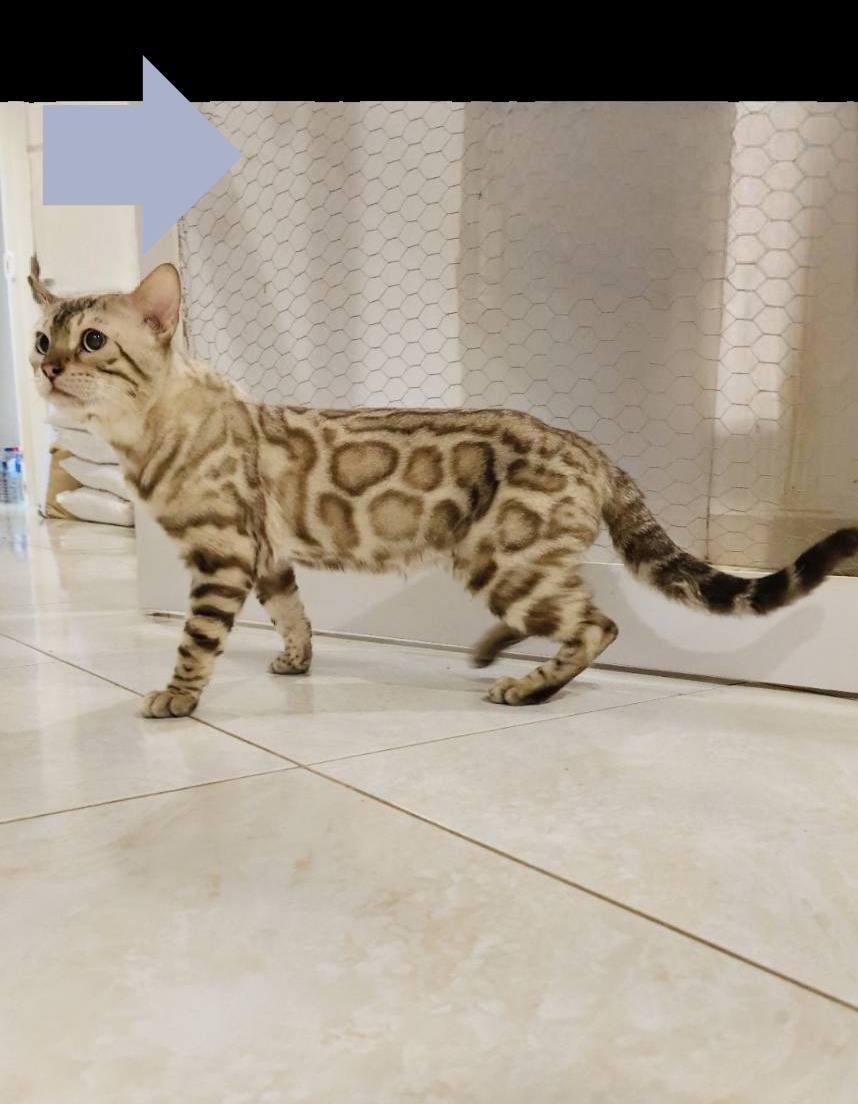 種公群 Males_司令皇家豹貓專業貓舍   特寵業繁字第W1120860-00號 - 皇家貓舍,皇家豹貓專業貓舍,高雄貓舍