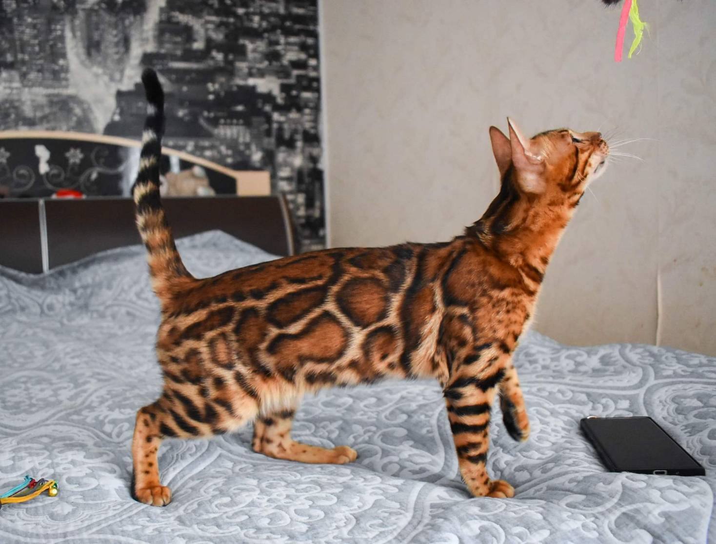 種母群 Females_露絲皇家豹貓專業貓舍   特寵業繁字第W1120860-00號 - 皇家貓舍,皇家豹貓專業貓舍,高雄貓舍