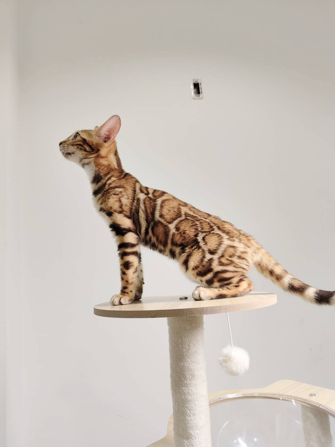 種母群 Females_小金皇家豹貓專業貓舍   特寵業繁字第W1120860-00號 - 皇家貓舍,皇家豹貓專業貓舍,高雄貓舍