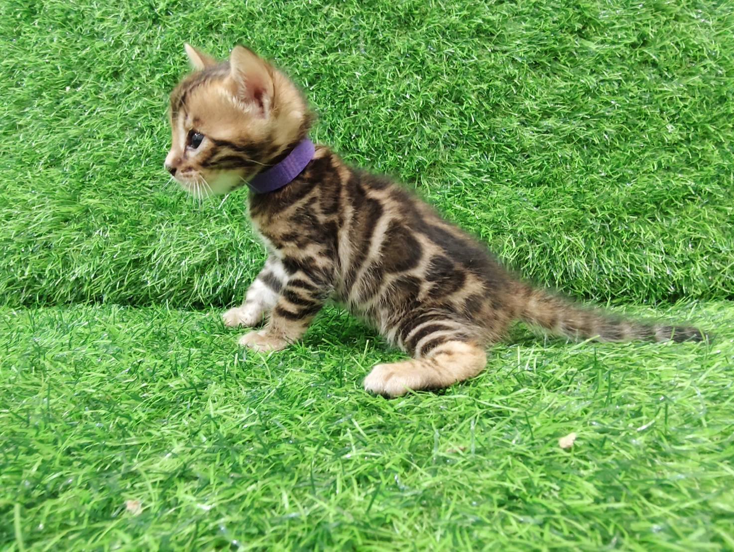 幼貓群 Kittens _小迪迪皇家豹貓專業貓舍   特寵業繁字第W1120860-00號 - 皇家貓舍,皇家豹貓專業貓舍,高雄貓舍