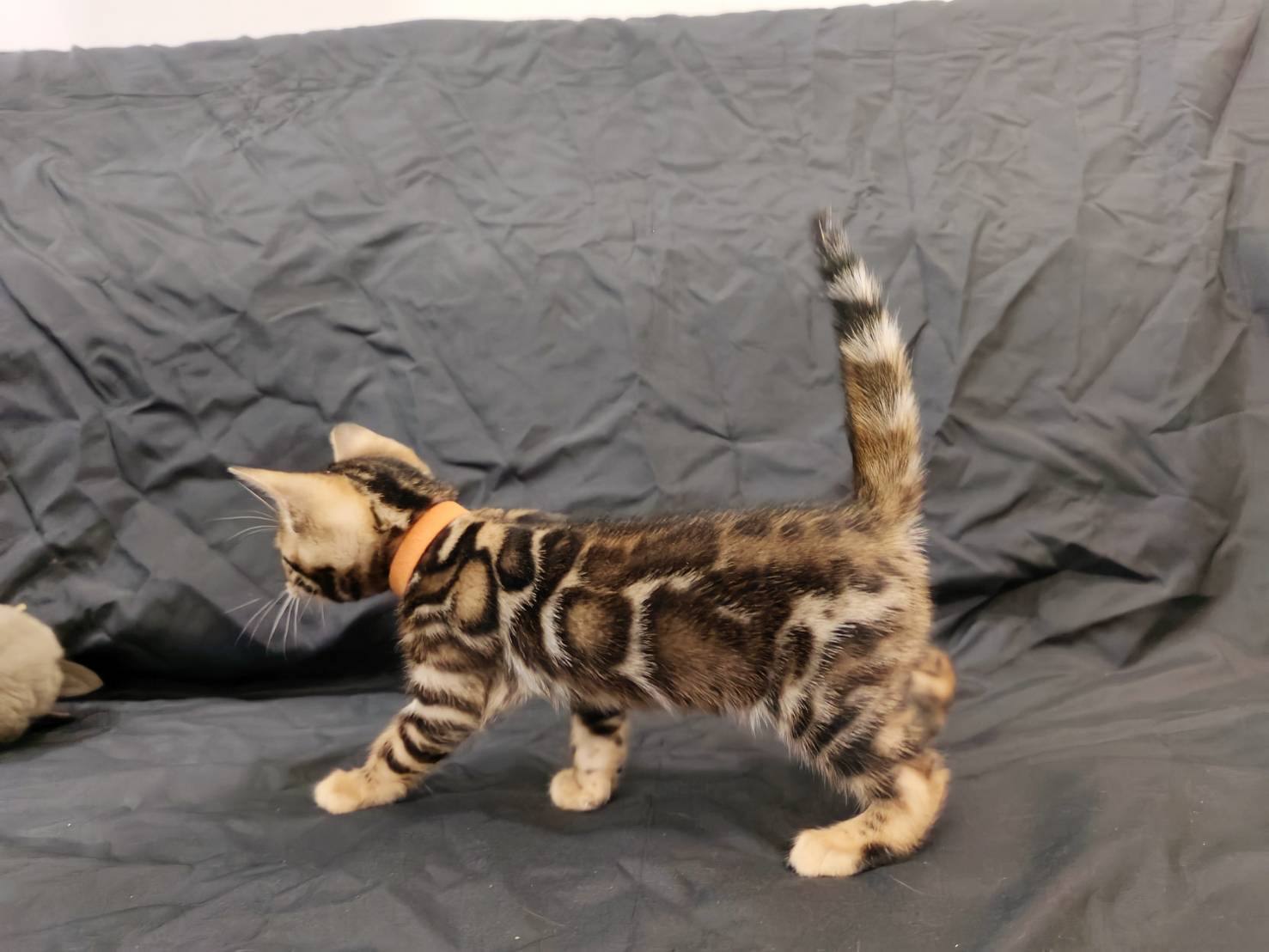 幼貓群 Kittens _小王子皇家豹貓專業貓舍   特寵業繁字第W1120860-00號 - 皇家貓舍,皇家豹貓專業貓舍,高雄貓舍