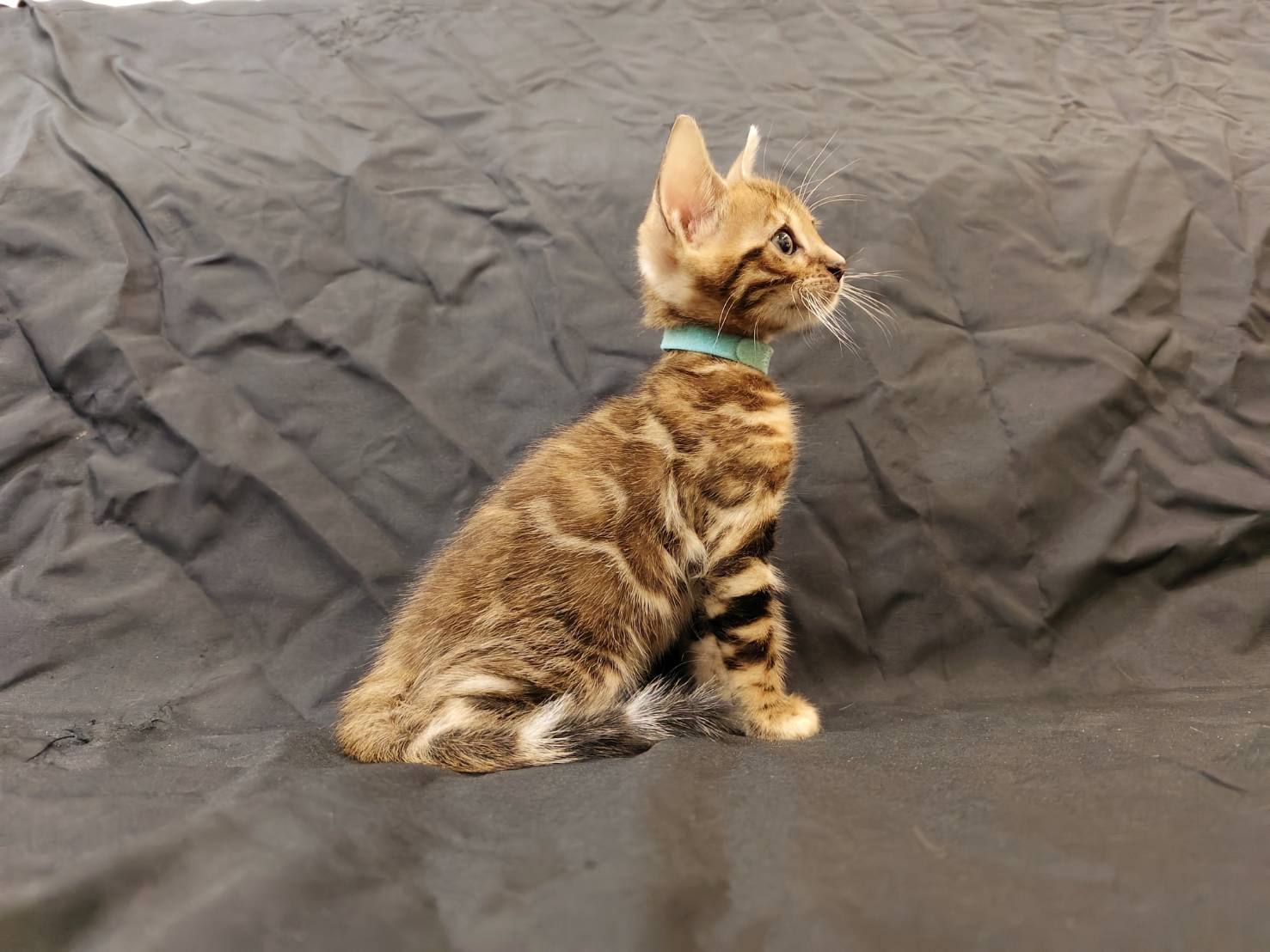 幼貓群 Kittens _金弟弟皇家豹貓專業貓舍   特寵業繁字第W1120860-00號 - 皇家貓舍,皇家豹貓專業貓舍,高雄貓舍