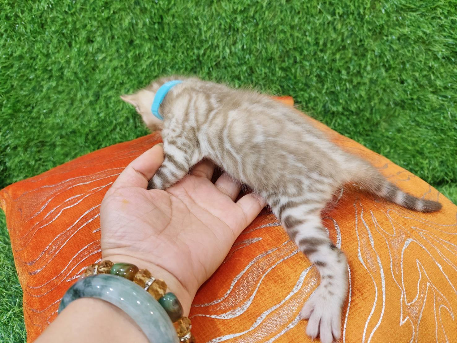 幼貓群 Kittens _雪迪迪皇家豹貓專業貓舍   特寵業繁字第W1120860-00號 - 皇家貓舍,皇家豹貓專業貓舍,高雄貓舍