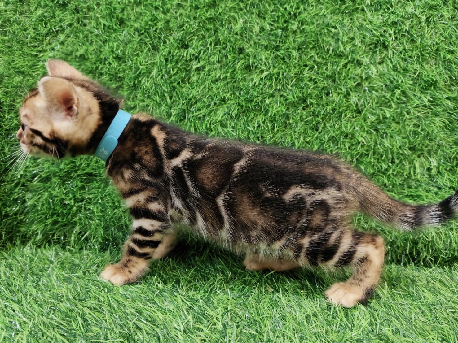 幼貓群 Kittens _弟弟皇家豹貓專業貓舍   特寵業繁字第W1120860-00號 - 皇家貓舍,皇家豹貓專業貓舍,高雄貓舍