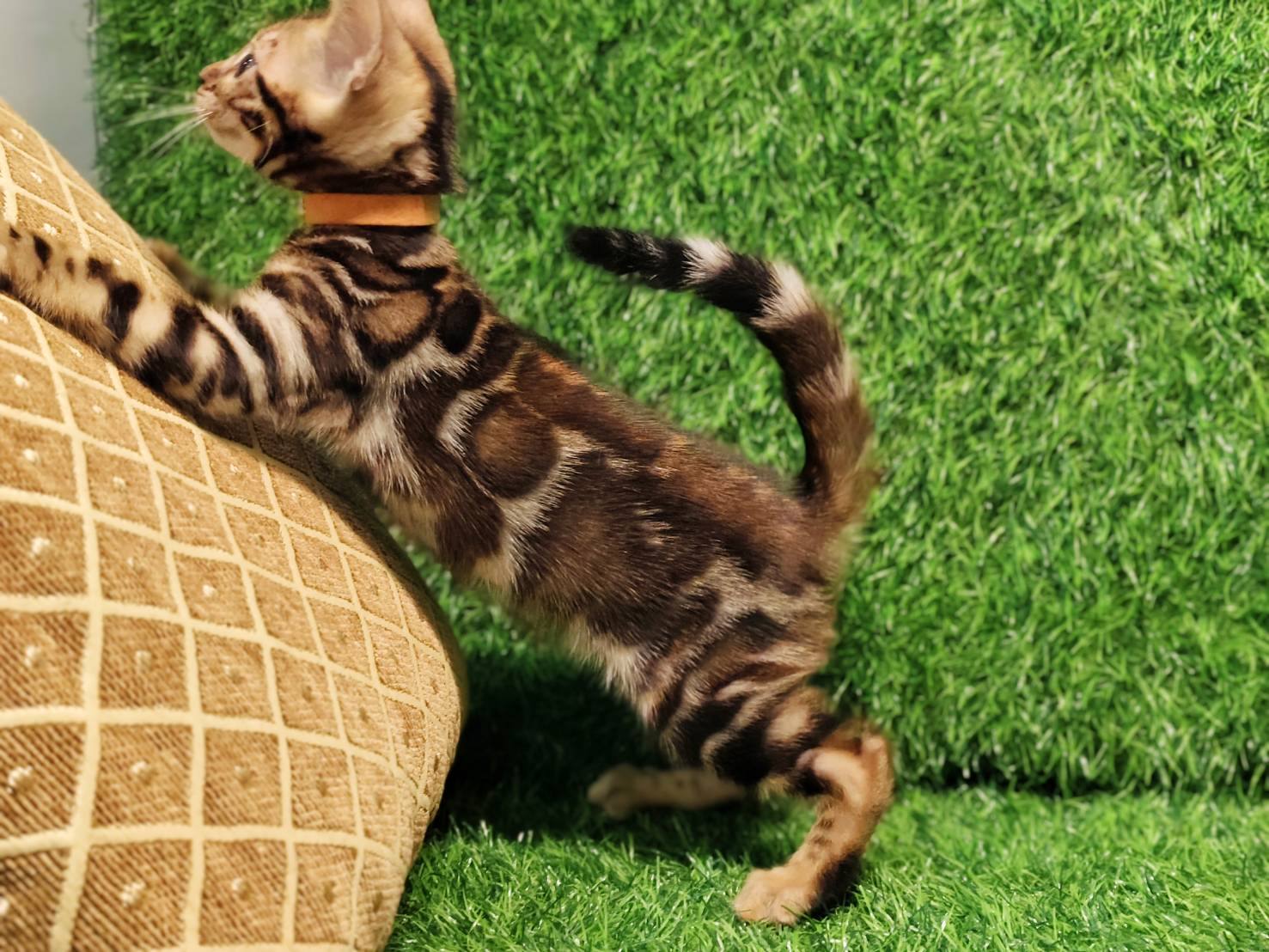 幼貓群 Kittens _迪迪皇家豹貓專業貓舍   特寵業繁字第W1120860-00號 - 皇家貓舍,皇家豹貓專業貓舍,高雄貓舍