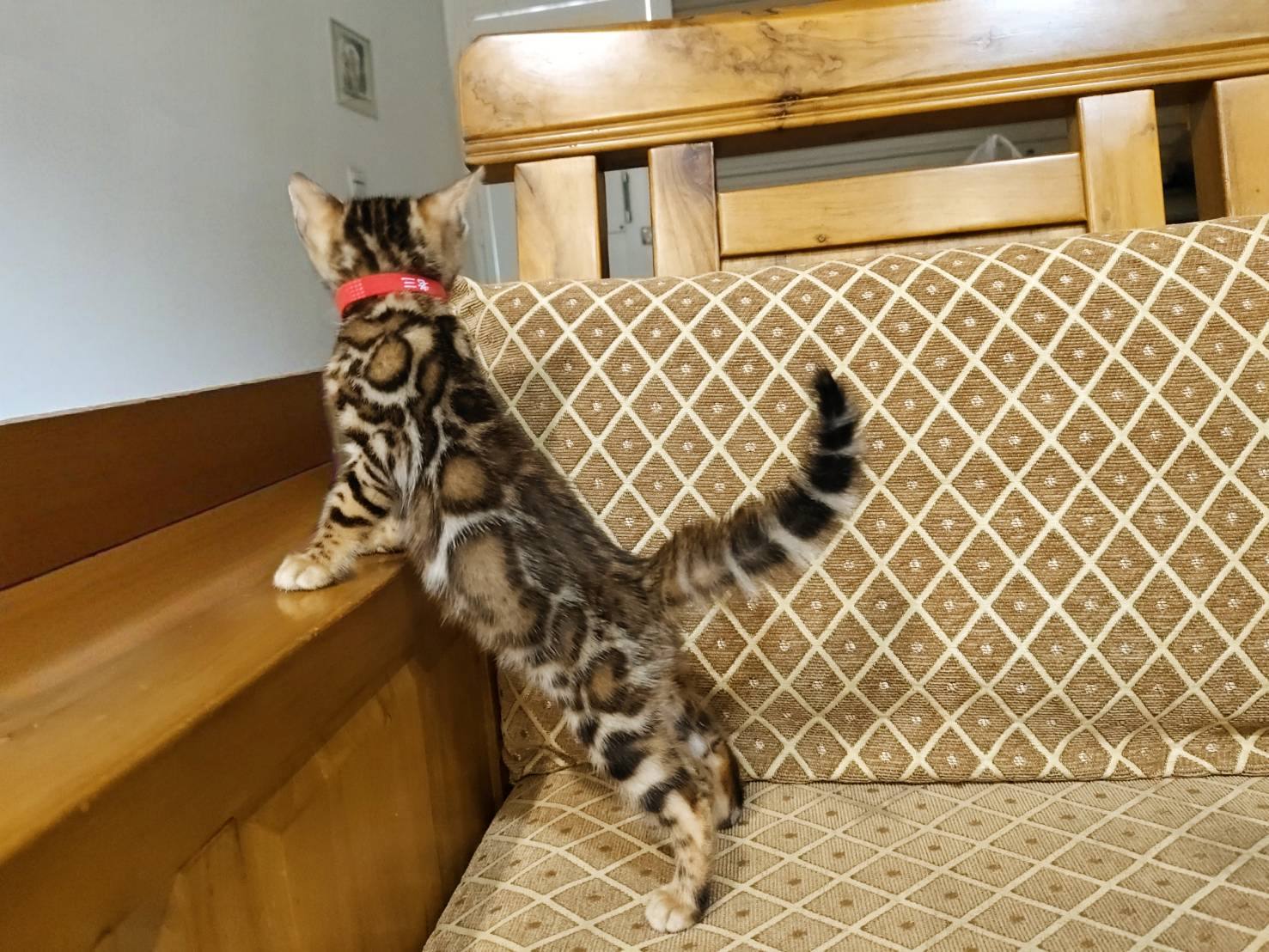 幼貓群 Kittens _萌妹（已預訂）皇家豹貓專業貓舍   特寵業繁字第W1120860-00號 - 皇家貓舍,皇家豹貓專業貓舍,高雄貓舍