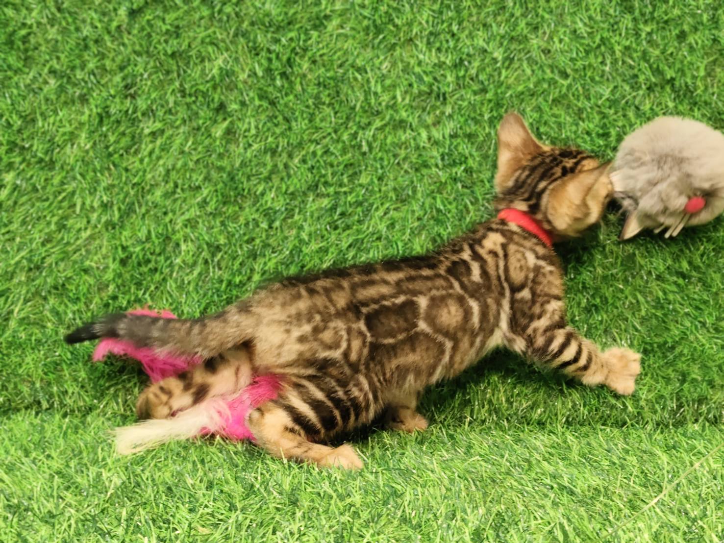 幼貓群 Kittens _小公皇家豹貓專業貓舍   特寵業繁字第W1120860-00號 - 皇家貓舍,皇家豹貓專業貓舍,高雄貓舍