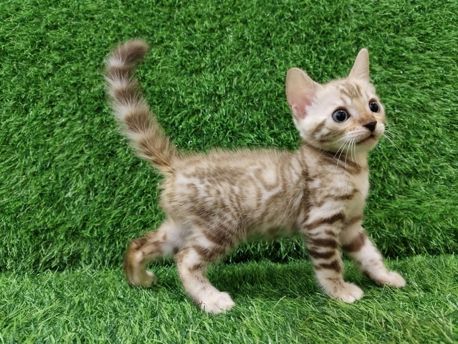 幼貓群 Kittens _萌弟弟皇家豹貓專業貓舍   特寵業繁字第W1120860-00號 - 皇家貓舍,皇家豹貓專業貓舍,高雄貓舍