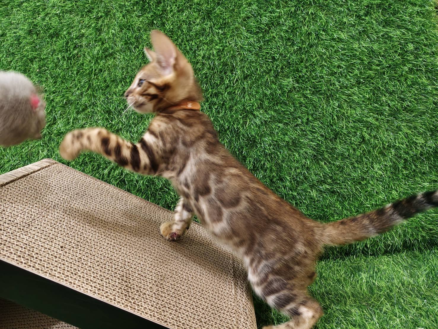 幼貓群 Kittens _弟弟皇家豹貓專業貓舍   特寵業繁字第W1120860-00號 - 皇家貓舍,皇家豹貓專業貓舍,高雄貓舍