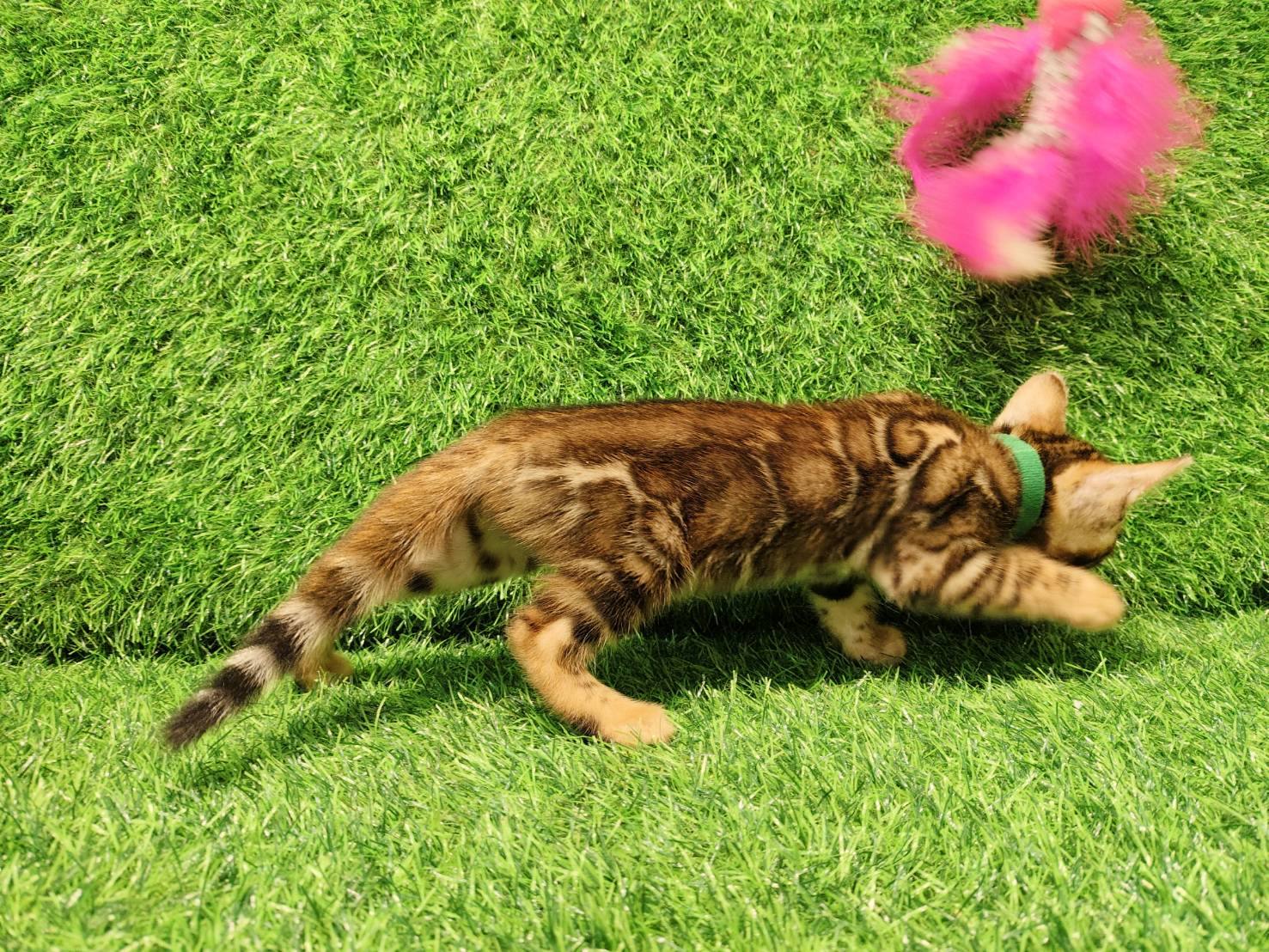 幼貓群 Kittens _金弟弟皇家豹貓專業貓舍   特寵業繁字第W1120860-00號 - 皇家貓舍,皇家豹貓專業貓舍,高雄貓舍