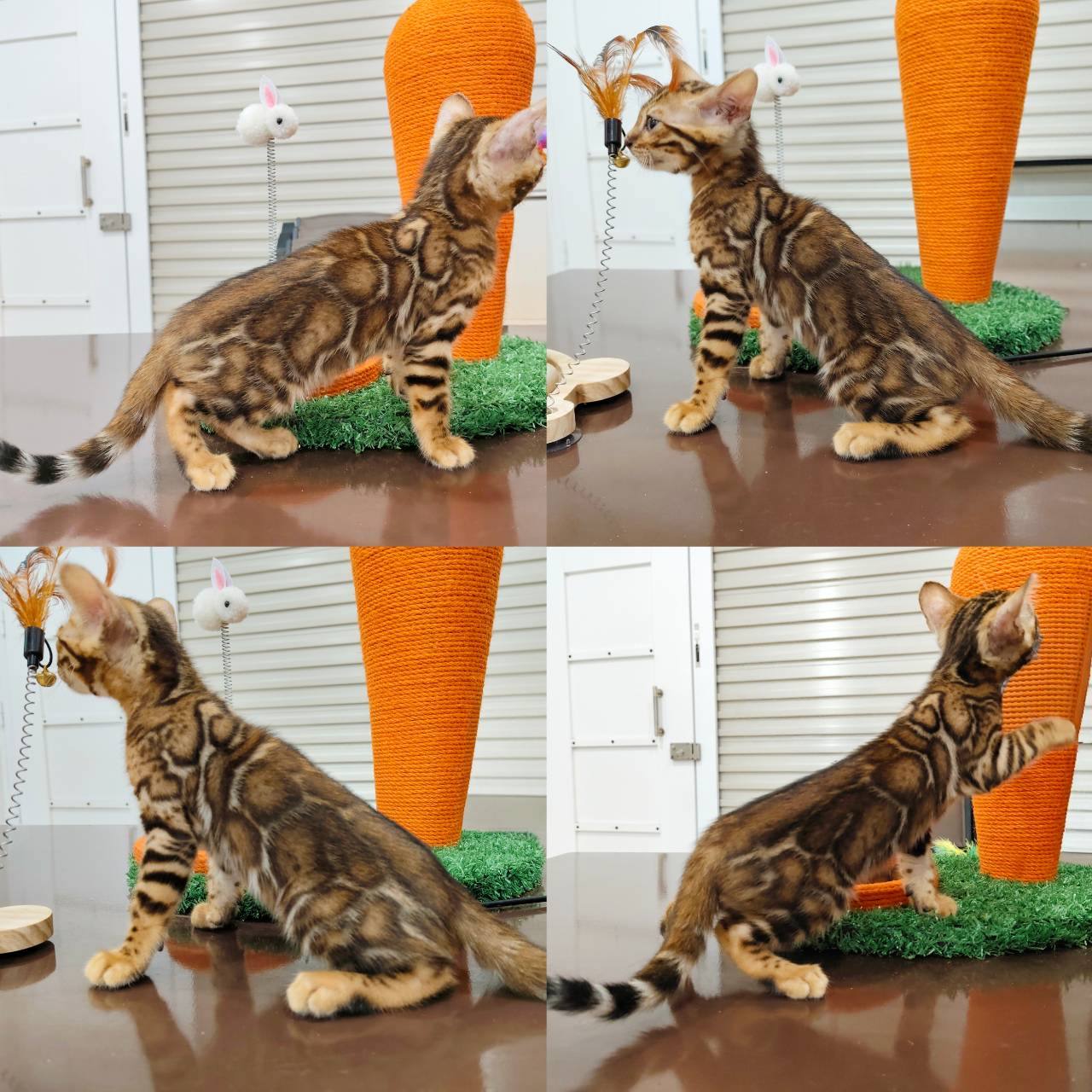 幼貓群 Kittens _極美金弟弟皇家豹貓專業貓舍   特寵業繁字第W1120860-00號 - 皇家貓舍,皇家豹貓專業貓舍,高雄貓舍