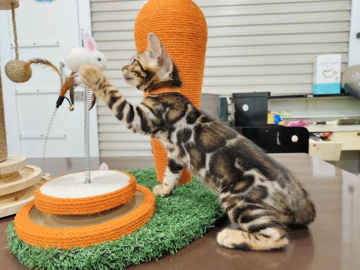 幼貓群 Kittens _水墨畫迪迪皇家豹貓專業貓舍   特寵業繁字第W1120860-00號 - 皇家貓舍,皇家豹貓專業貓舍,高雄貓舍