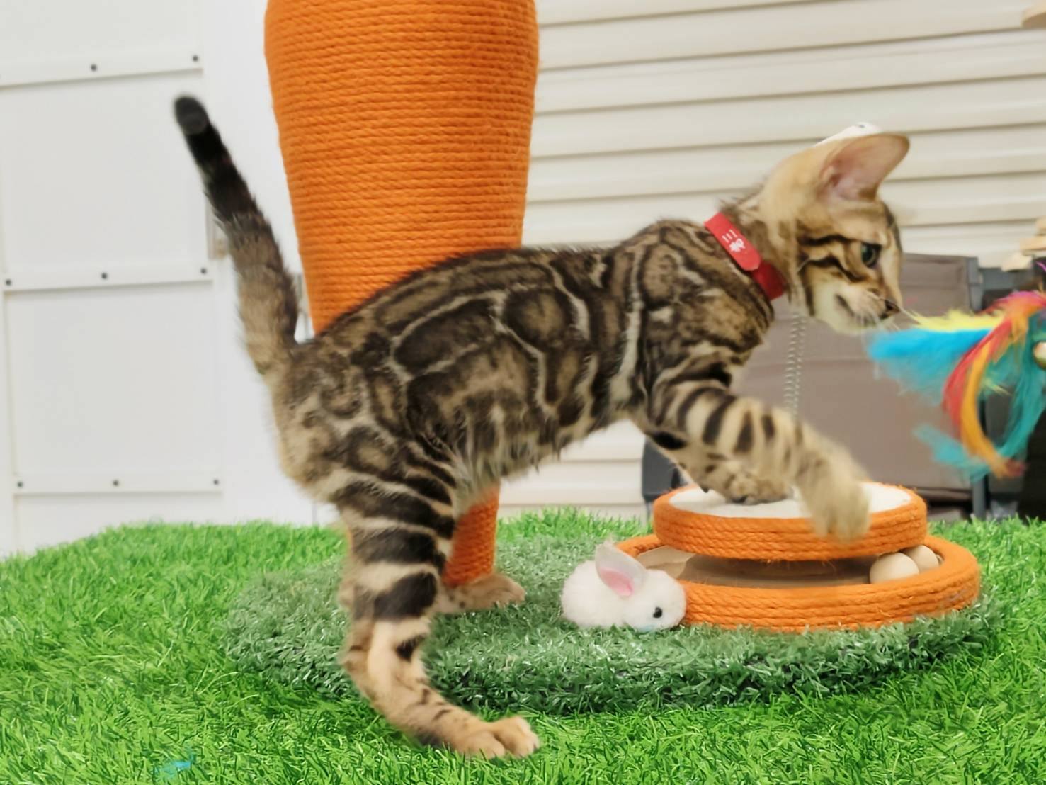 幼貓群 Kittens _蟒蛇紋帥帥皇家豹貓專業貓舍   特寵業繁字第W1120860-00號 - 皇家貓舍,皇家豹貓專業貓舍,高雄貓舍