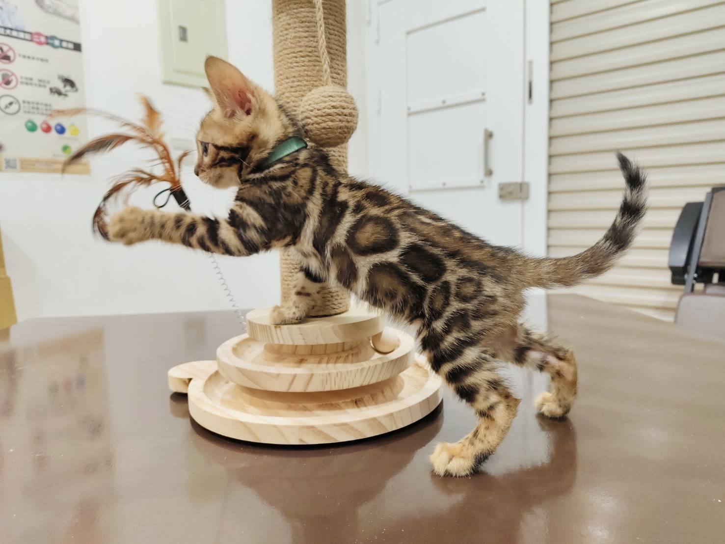 幼貓群 Kittens _萌寶貝皇家豹貓專業貓舍   特寵業繁字第W1120860-00號 - 皇家貓舍,皇家豹貓專業貓舍,高雄貓舍