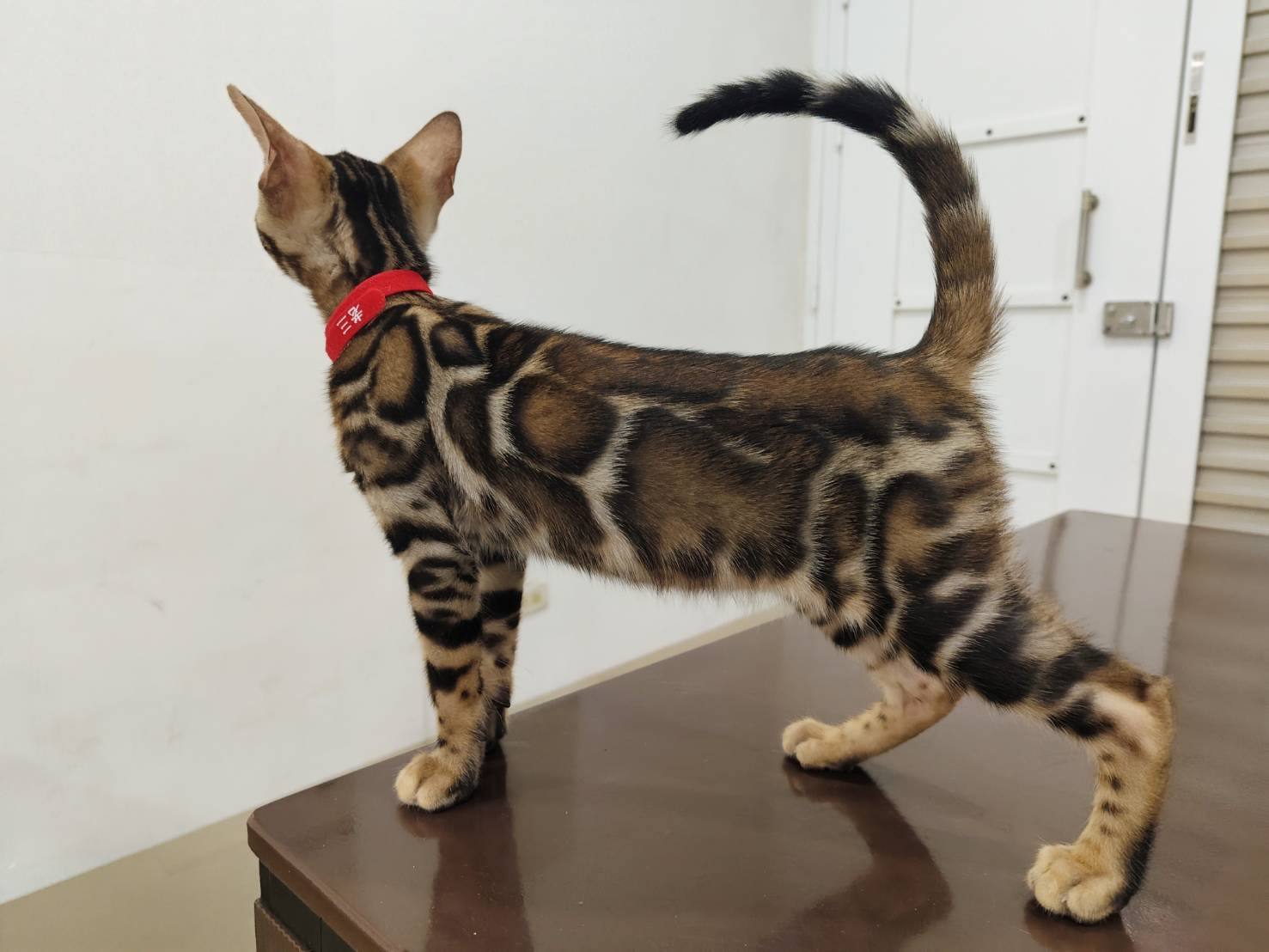 幼貓群 Kittens _極美水墨畫弟弟皇家豹貓專業貓舍   特寵業繁字第W1120860-00號 - 皇家貓舍,皇家豹貓專業貓舍,高雄貓舍