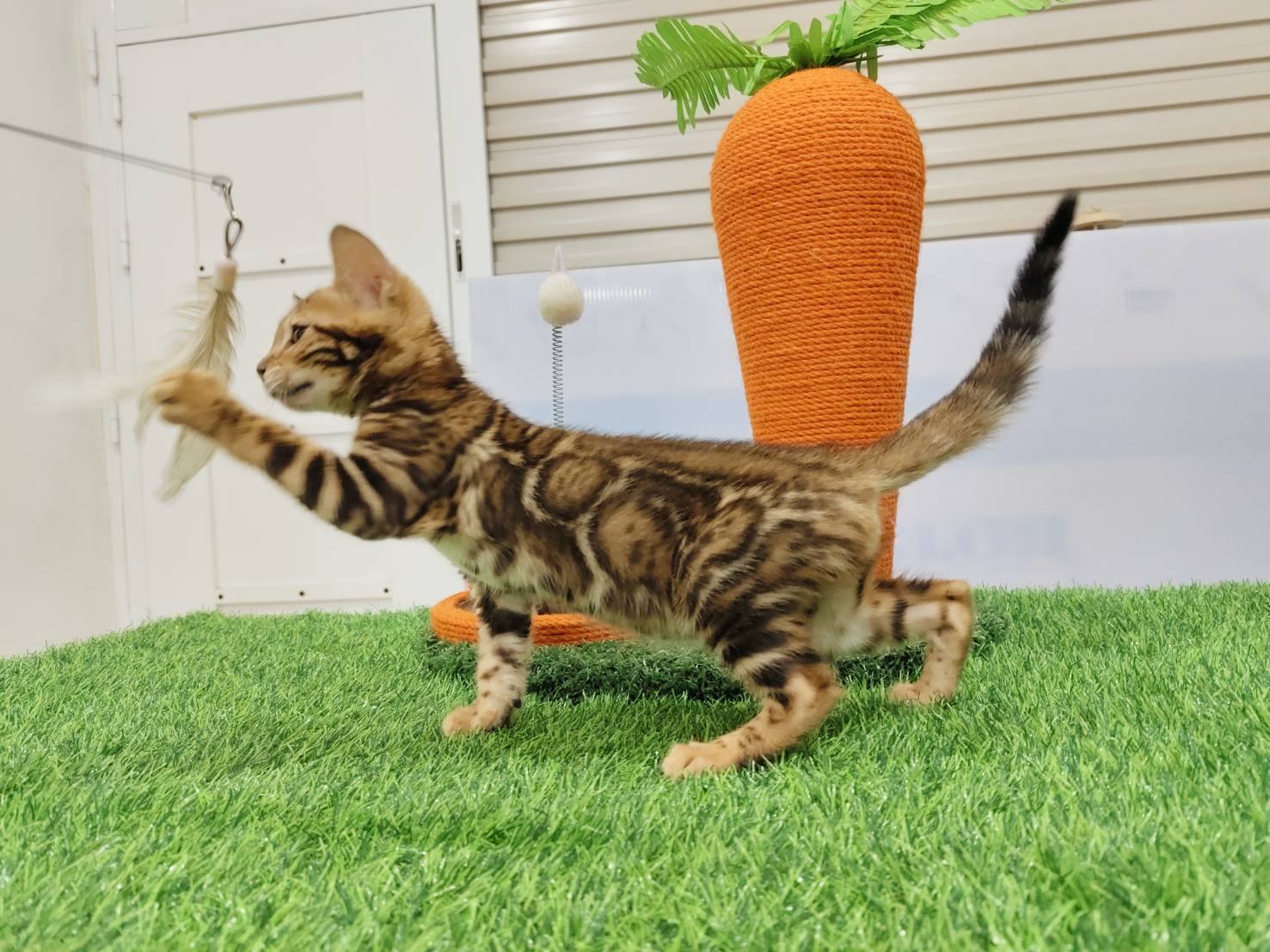 幼貓群 Kittens _超大斑紋金迪迪皇家豹貓專業貓舍   特寵業繁字第W1120860-00號 - 皇家貓舍,皇家豹貓專業貓舍,高雄貓舍