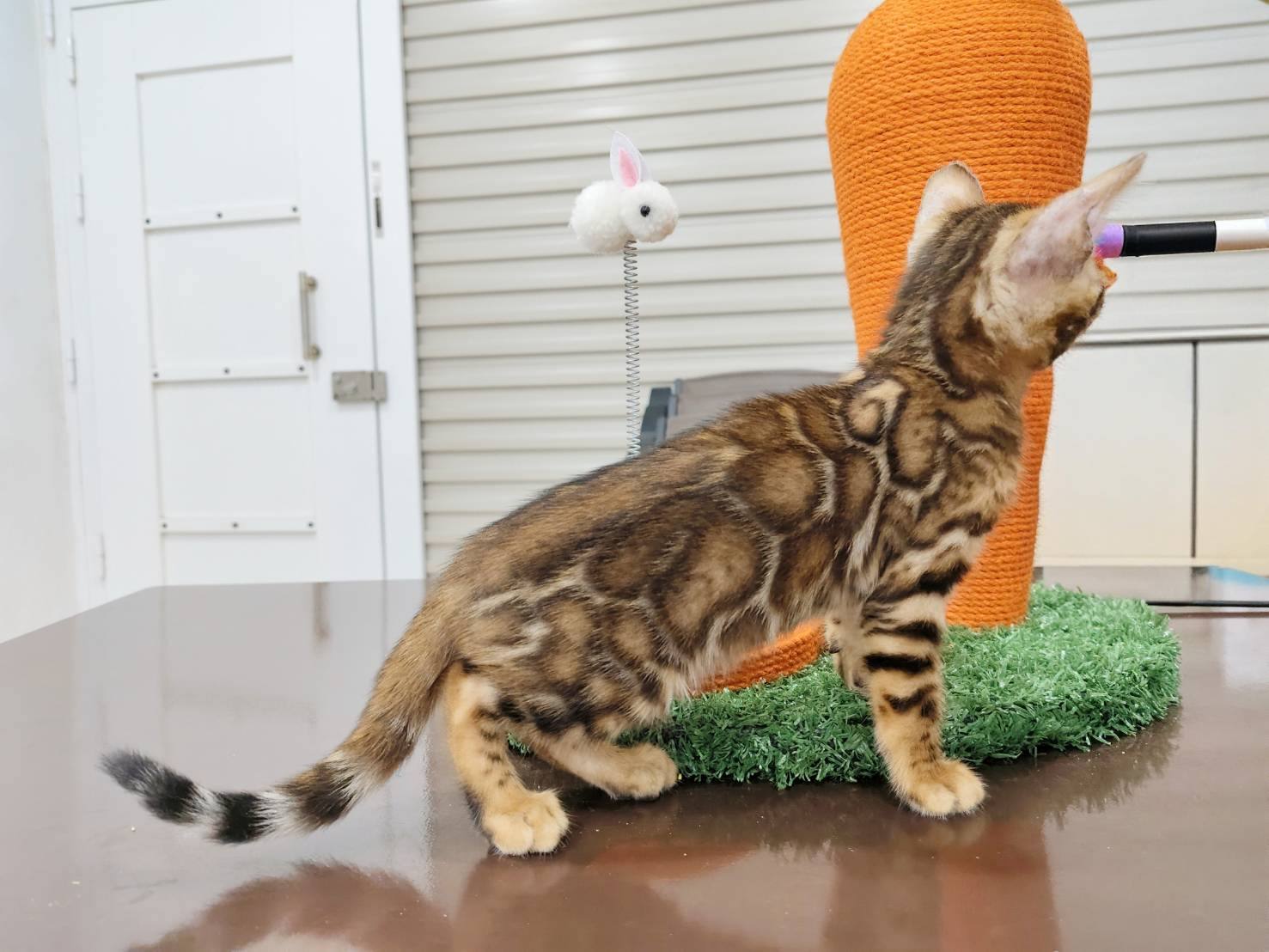 幼貓群 Kittens _金迪迪皇家豹貓專業貓舍   特寵業繁字第W1120860-00號 - 皇家貓舍,皇家豹貓專業貓舍,高雄貓舍