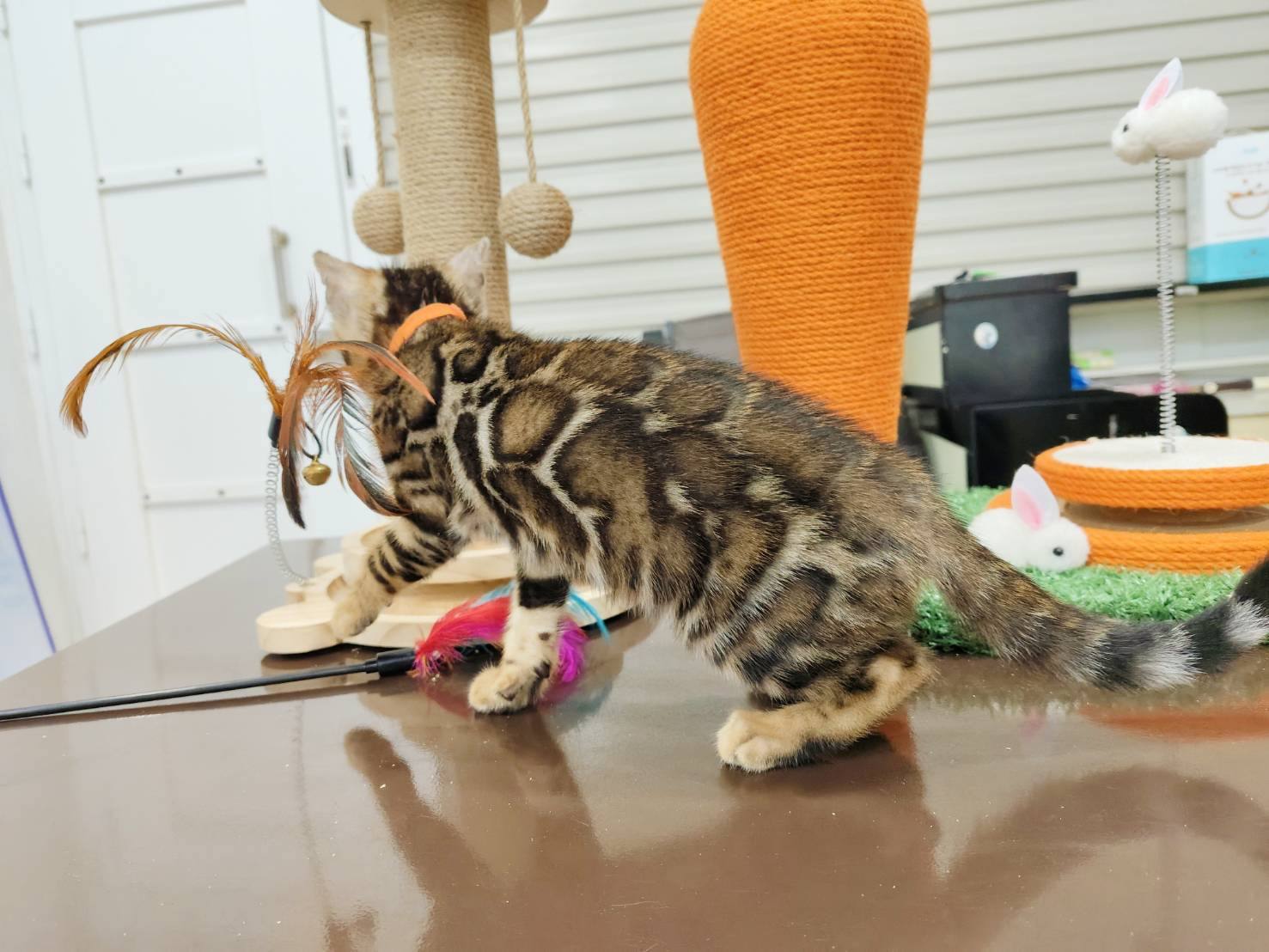 幼貓群 Kittens _水墨畫妹妹皇家豹貓專業貓舍   特寵業繁字第W1120860-00號 - 皇家貓舍,皇家豹貓專業貓舍,高雄貓舍