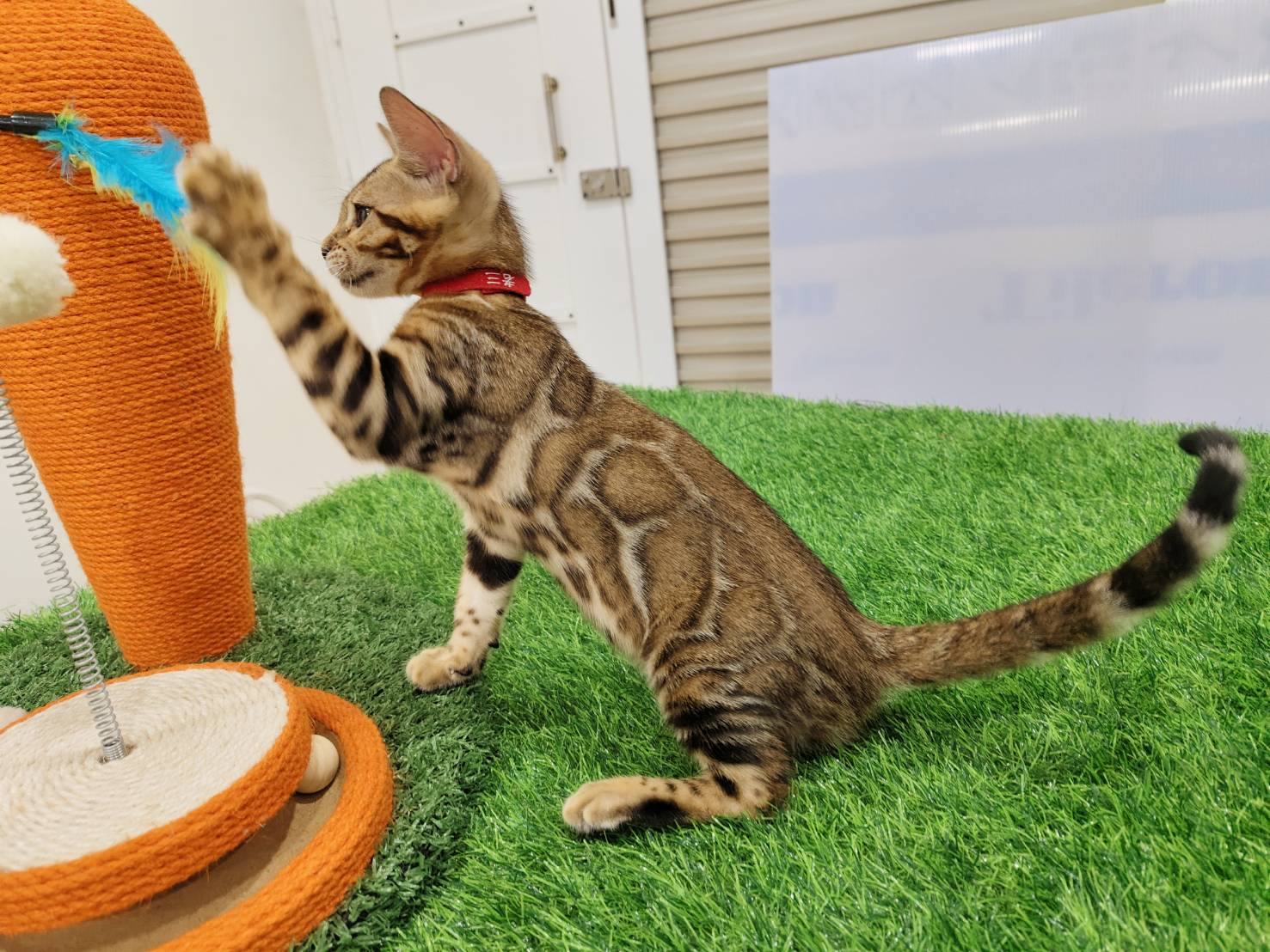 幼貓群 Kittens _金妹妹皇家豹貓專業貓舍   特寵業繁字第W1120860-00號 - 皇家貓舍,皇家豹貓專業貓舍,高雄貓舍