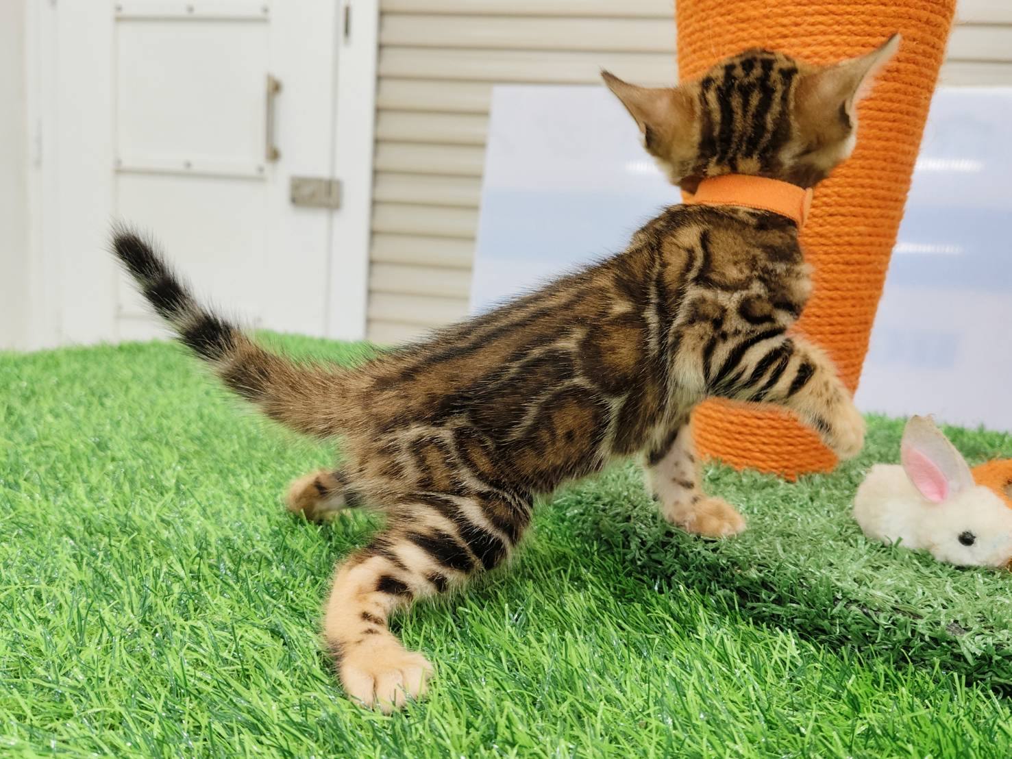 幼貓群 Kittens _小小公主皇家豹貓專業貓舍   特寵業繁字第W1120860-00號 - 皇家貓舍,皇家豹貓專業貓舍,高雄貓舍