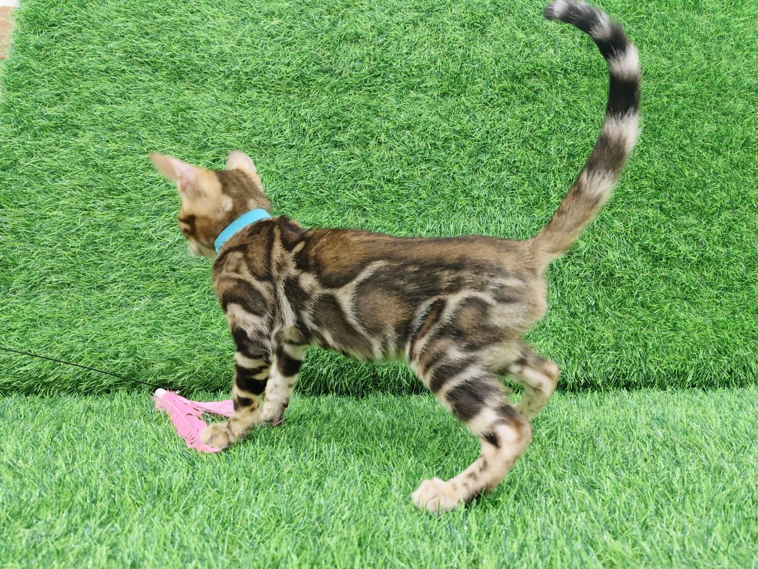 幼貓群 Kittens _弟弟（活動驚喜價）皇家豹貓專業貓舍   特寵業繁字第W1120860-00號 - 皇家貓舍,皇家豹貓專業貓舍,高雄貓舍