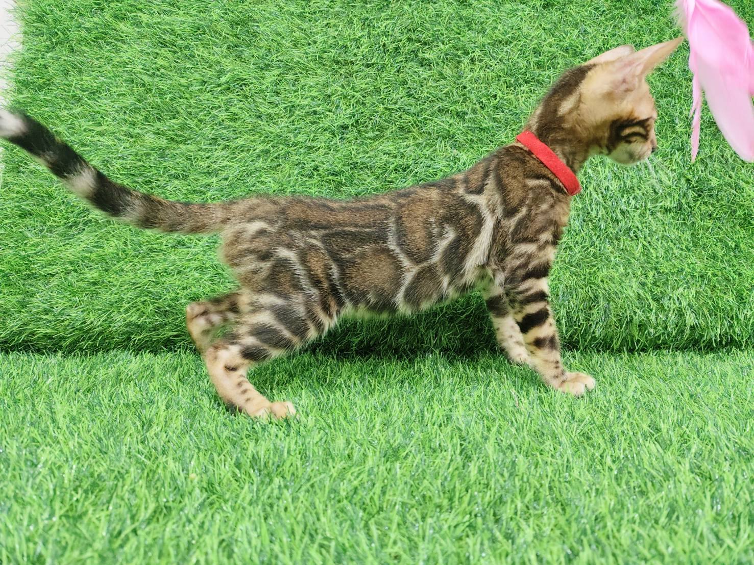 幼貓群 Kittens _小公（活動驚喜價）皇家豹貓專業貓舍   特寵業繁字第W1120860-00號 - 皇家貓舍,皇家豹貓專業貓舍,高雄貓舍