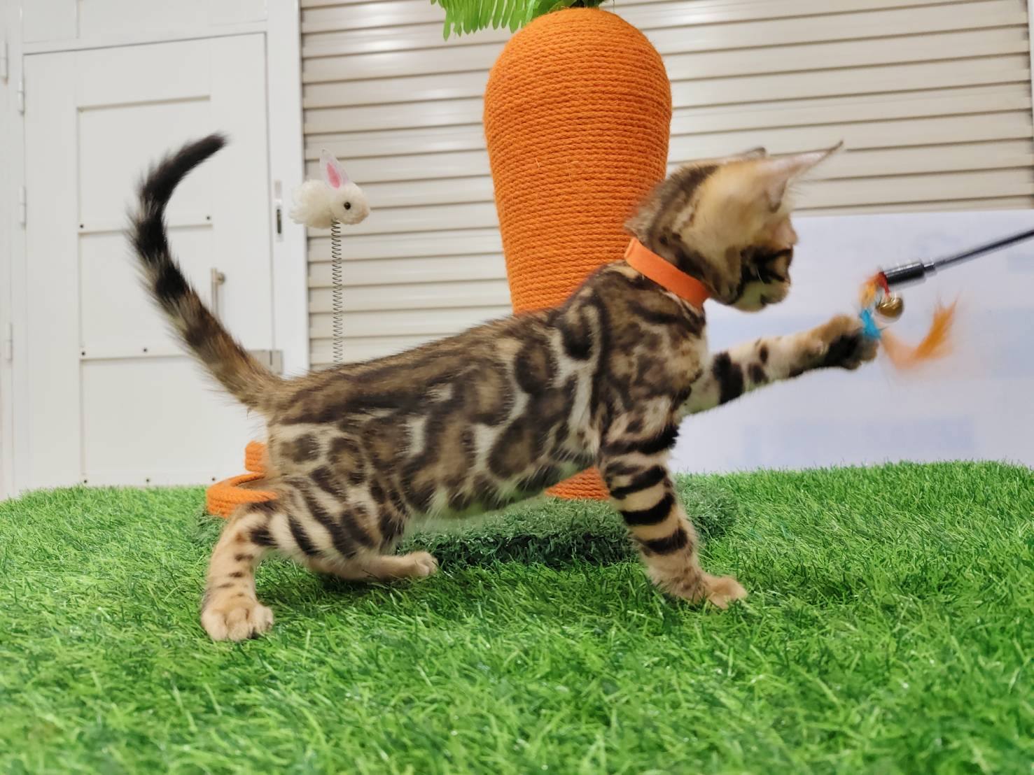 幼貓群 Kittens _金帥寶弟弟皇家豹貓專業貓舍   特寵業繁字第W1120860-00號 - 皇家貓舍,皇家豹貓專業貓舍,高雄貓舍