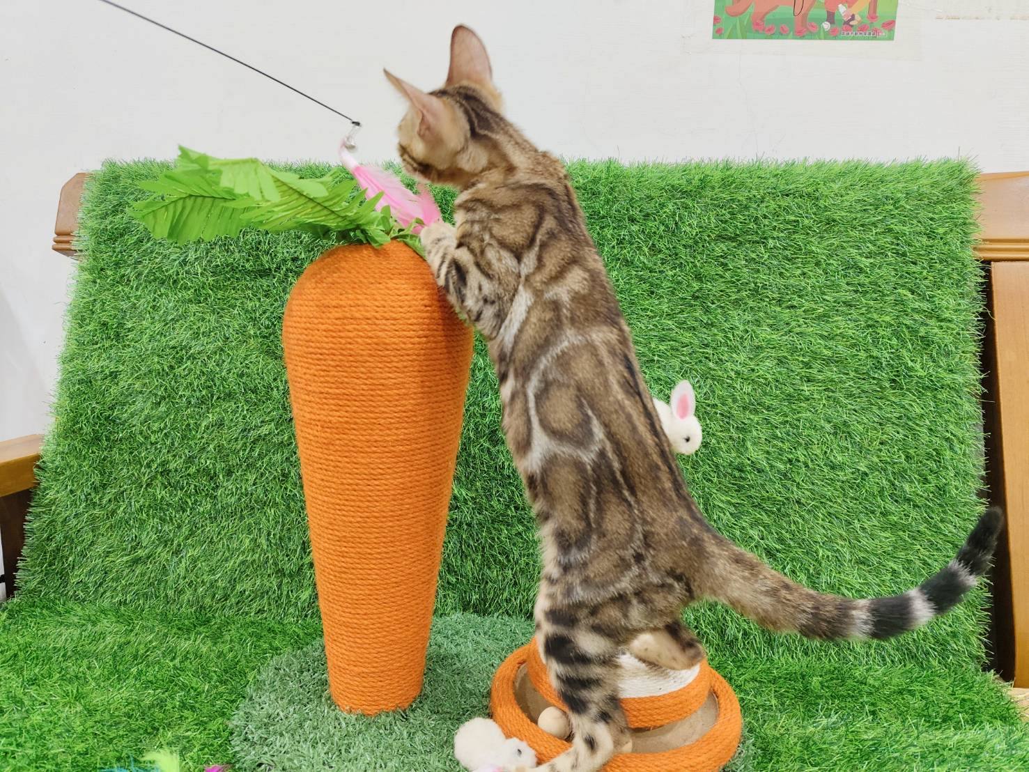 幼貓群 Kittens _金妹妹皇家豹貓專業貓舍   特寵業繁字第W1120860-00號 - 皇家貓舍,皇家豹貓專業貓舍,高雄貓舍