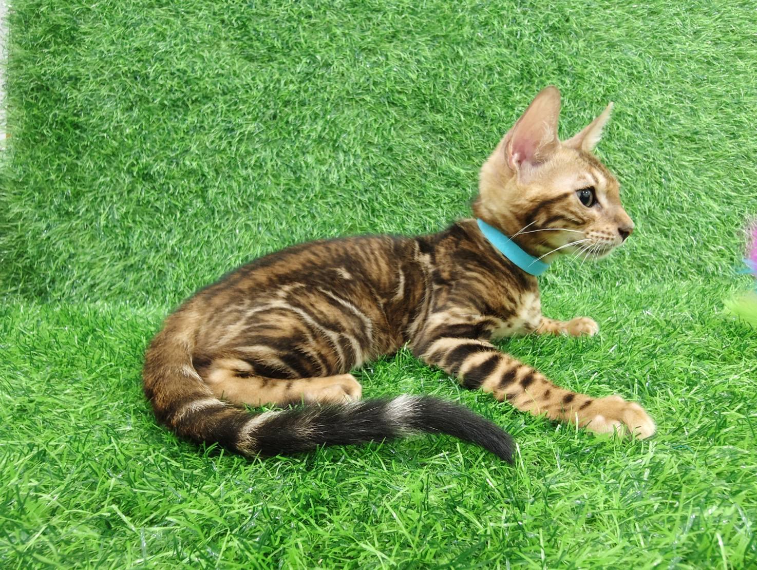 幼貓群 Kittens _超大斑紋迪迪皇家豹貓專業貓舍   特寵業繁字第W1120860-00號 - 皇家貓舍,皇家豹貓專業貓舍,高雄貓舍