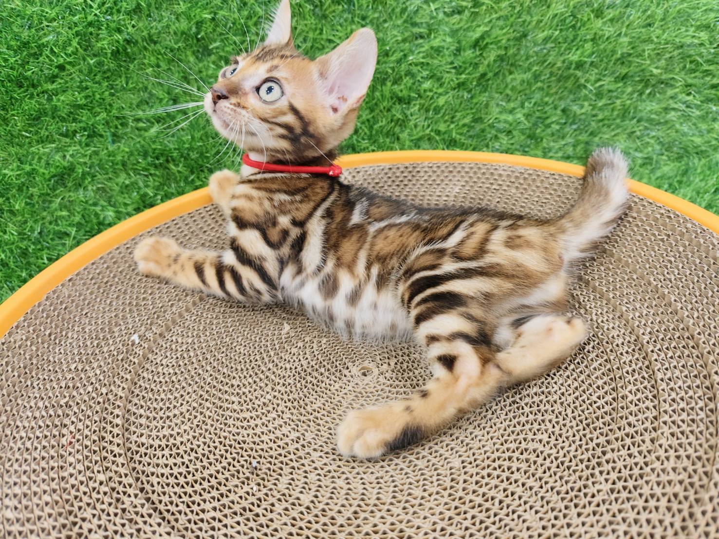 幼貓群 Kittens _賽級小母皇家豹貓專業貓舍   特寵業繁字第W1120860-00號 - 皇家貓舍,皇家豹貓專業貓舍,高雄貓舍