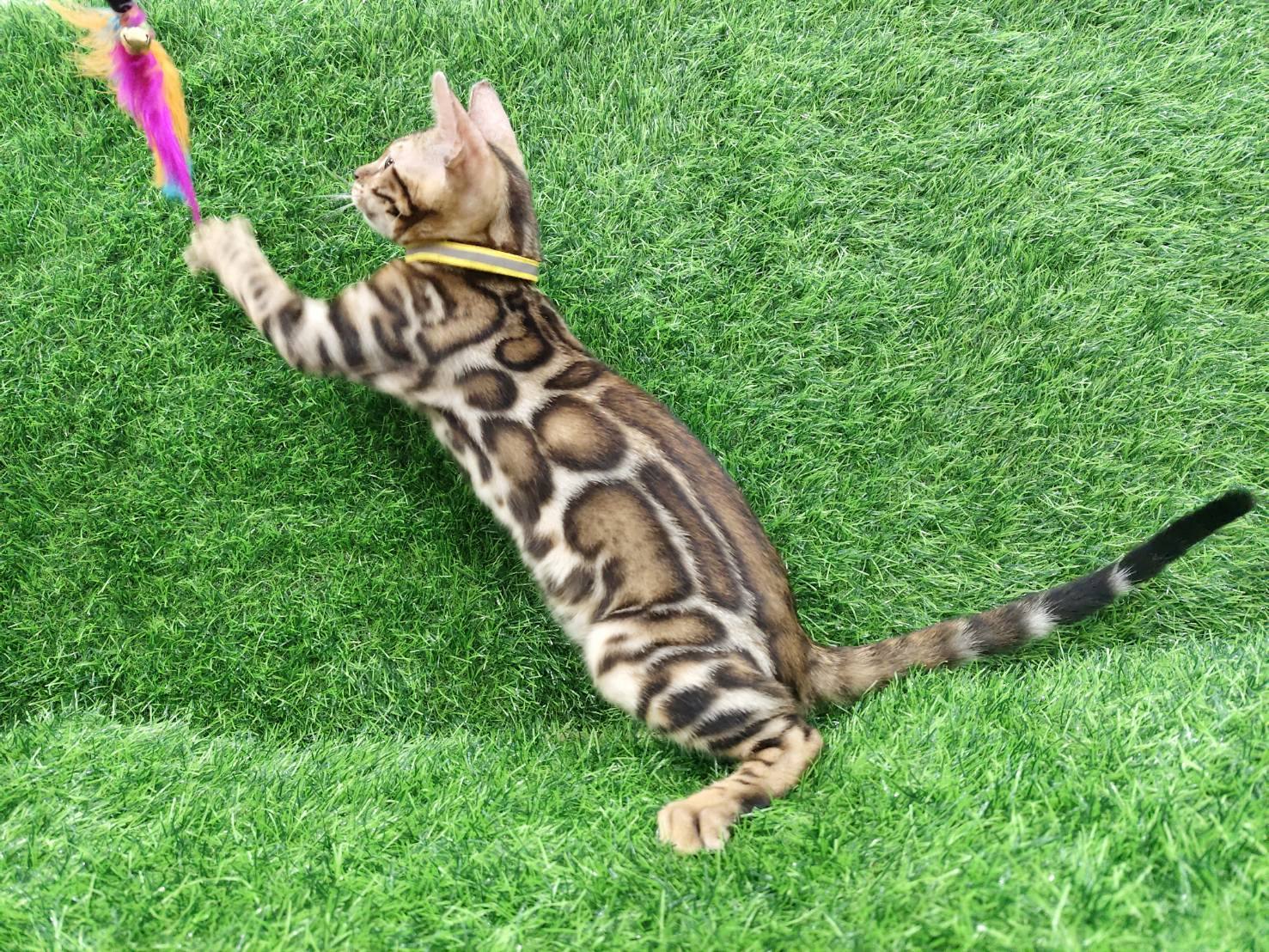 幼貓群 Kittens _顶级小公主皇家豹貓專業貓舍   特寵業繁字第W1120860-00號 - 皇家貓舍,皇家豹貓專業貓舍,高雄貓舍