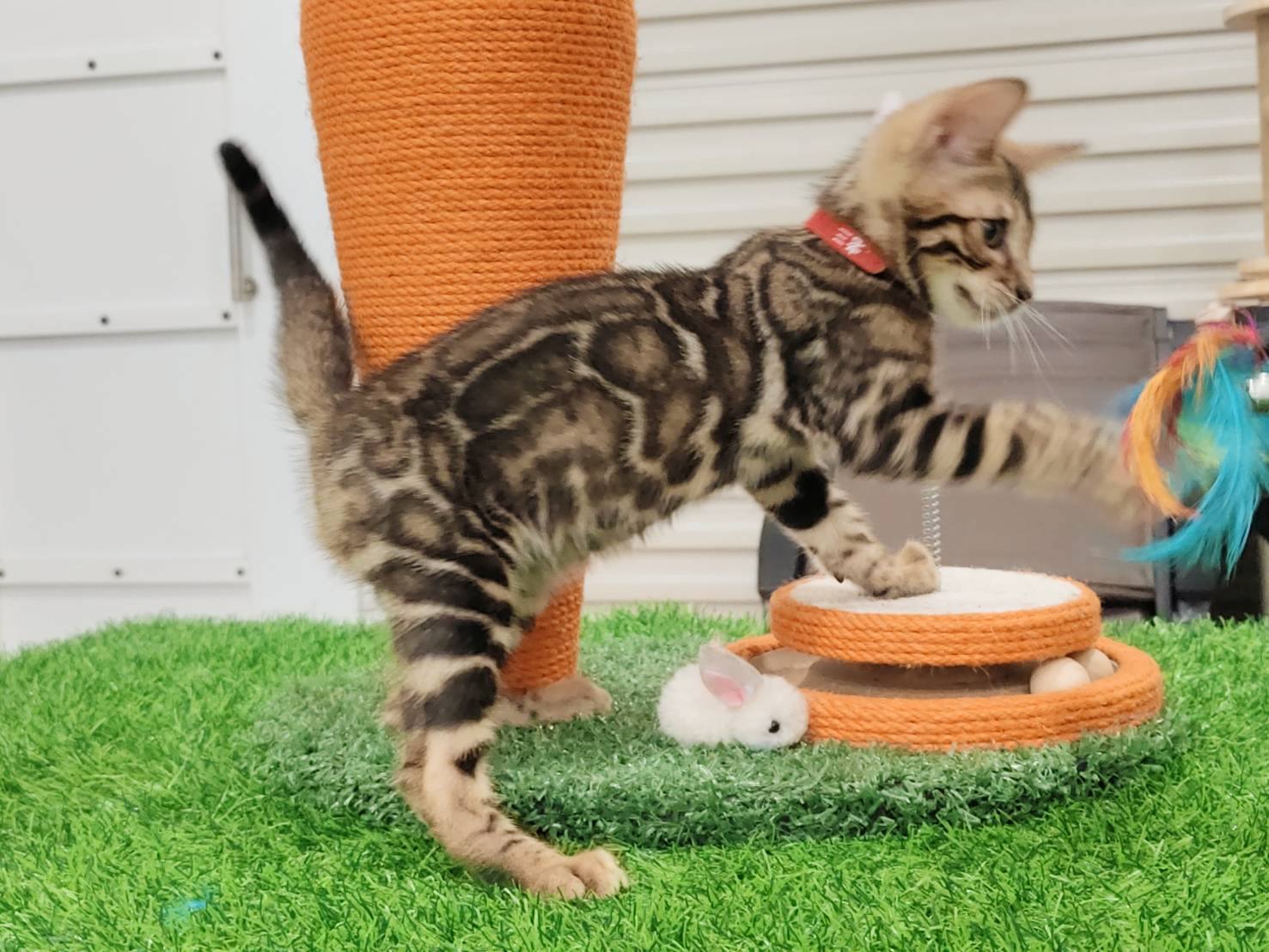 幼貓群 Kittens _蟒蛇紋弟弟（已預訂）皇家豹貓專業貓舍   特寵業繁字第W1120860-00號 - 皇家貓舍,皇家豹貓專業貓舍,高雄貓舍