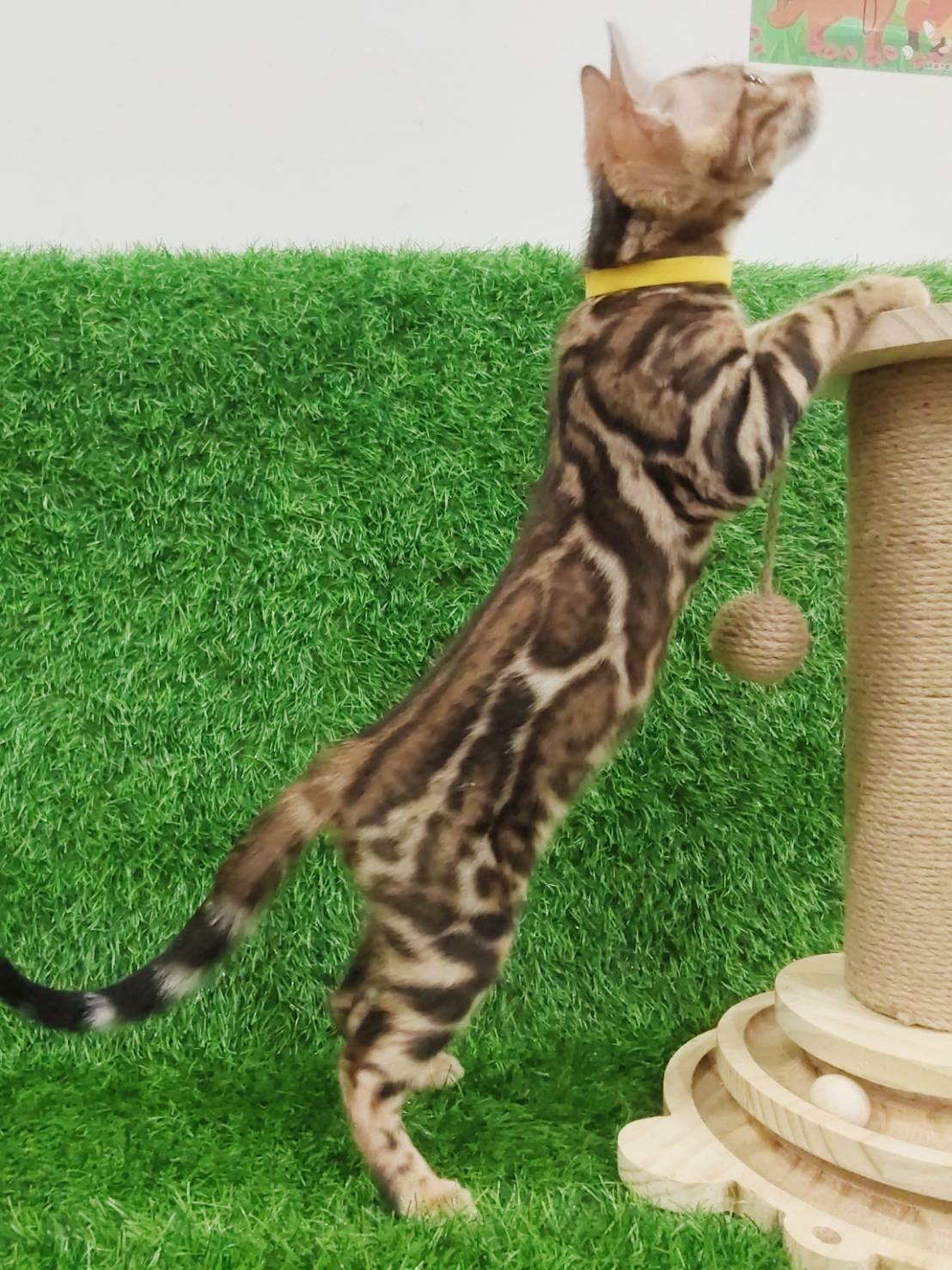 幼貓群 Kittens _迪迪皇家豹貓專業貓舍   特寵業繁字第W1120860-00號 - 皇家貓舍,皇家豹貓專業貓舍,高雄貓舍