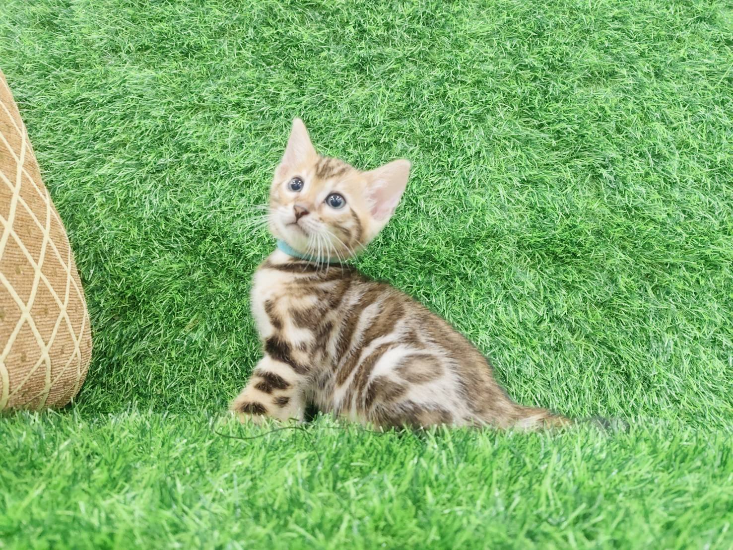 幼貓群 Kittens _極品妹妹皇家豹貓專業貓舍   特寵業繁字第W1120860-00號 - 皇家貓舍,皇家豹貓專業貓舍,高雄貓舍
