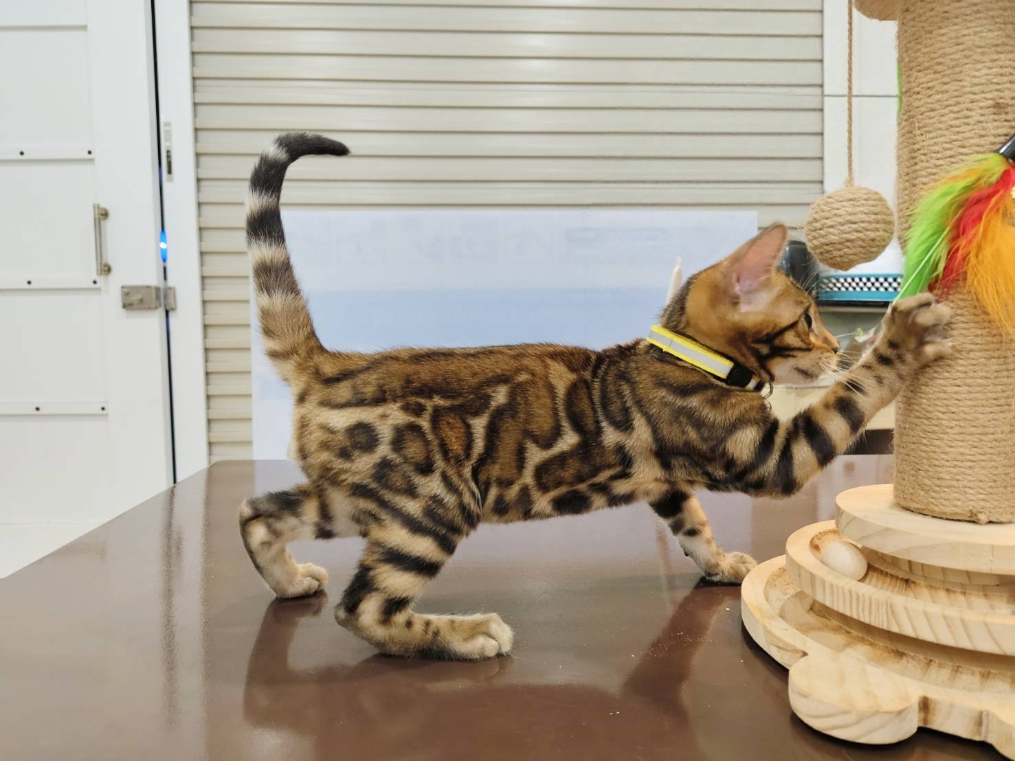 幼貓群 Kittens _黏人小弟弟皇家豹貓專業貓舍   特寵業繁字第W1120860-00號 - 皇家貓舍,皇家豹貓專業貓舍,高雄貓舍