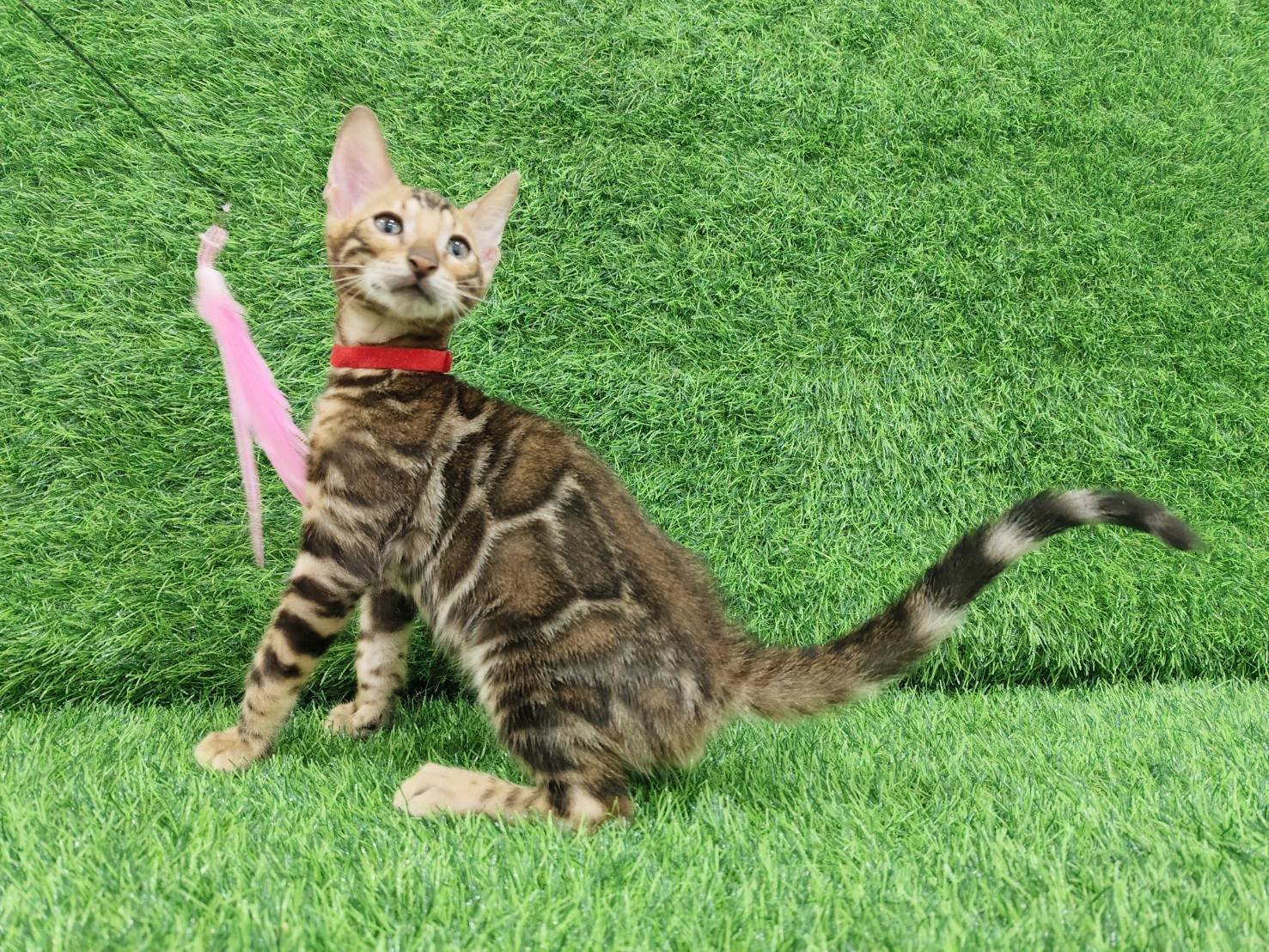 幼貓群 Kittens _迪迪皇家豹貓專業貓舍   特寵業繁字第W1120860-00號 - 皇家貓舍,皇家豹貓專業貓舍,高雄貓舍