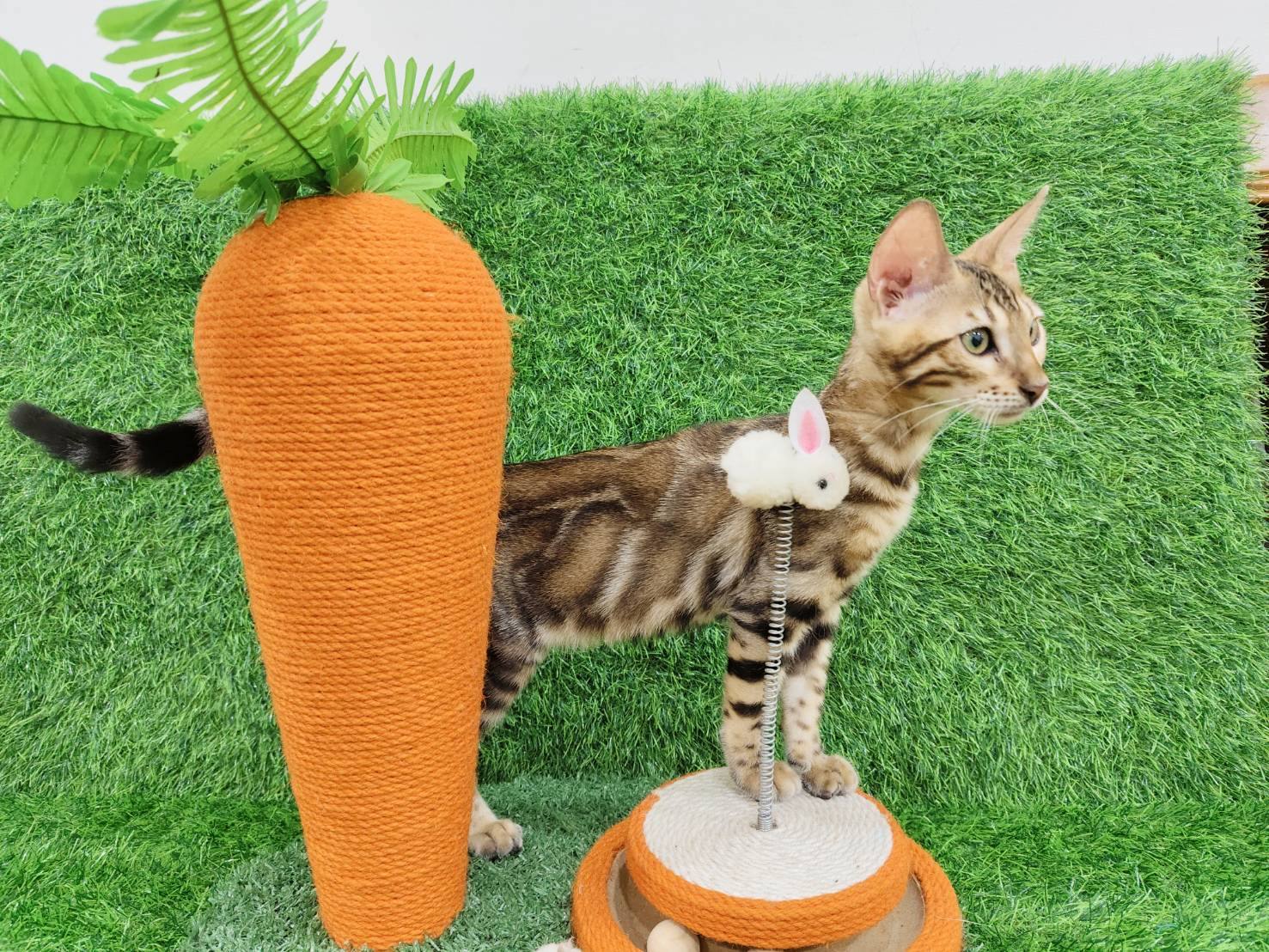 幼貓群 Kittens _金妹妹皇家豹貓專業貓舍   特寵業繁字第W1120860-00號 - 皇家貓舍,皇家豹貓專業貓舍,高雄貓舍
